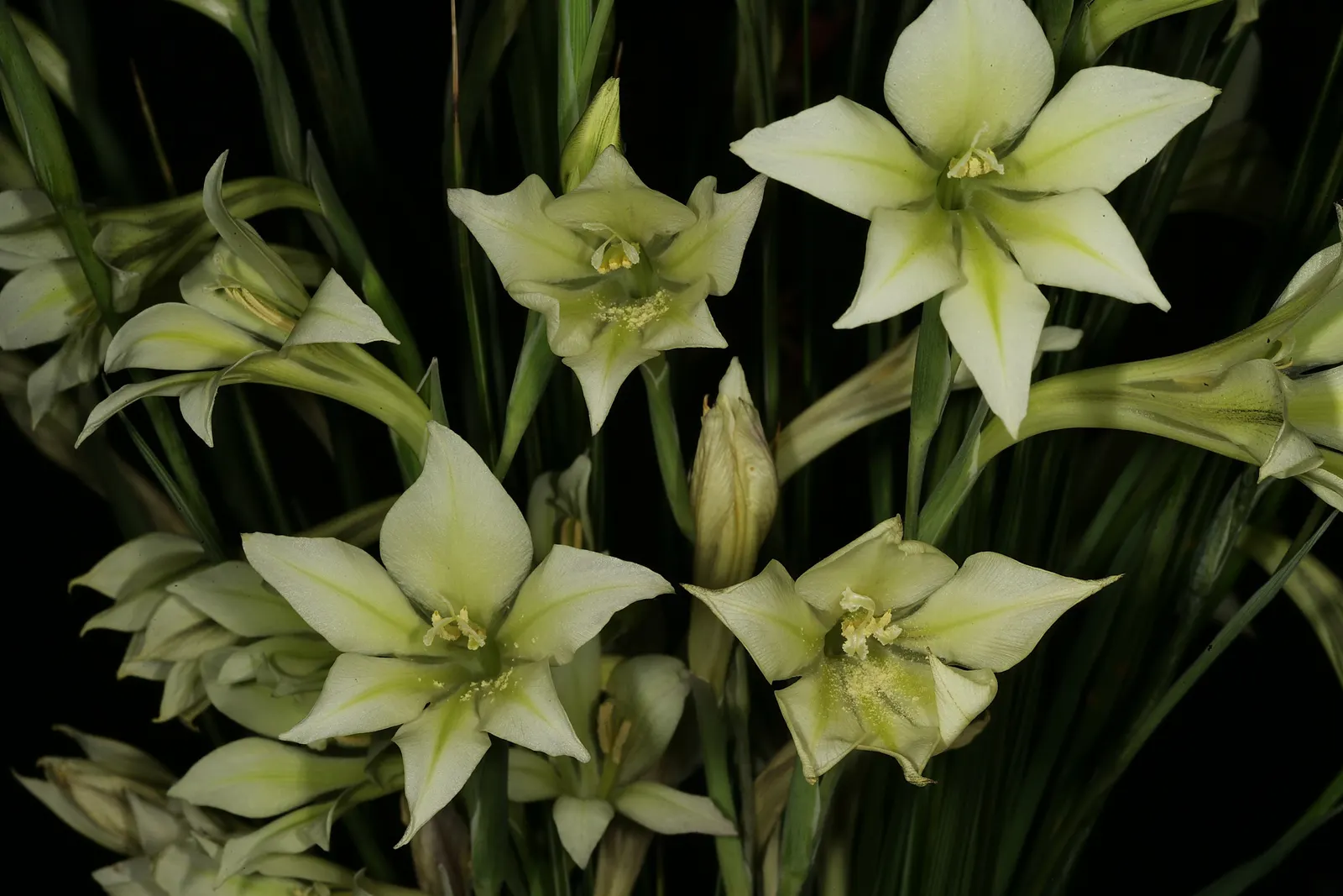 Yellow Marsh Afrikaner (Gladiolus Tristis) — accented with a greenish-yellow mark on the lower petals