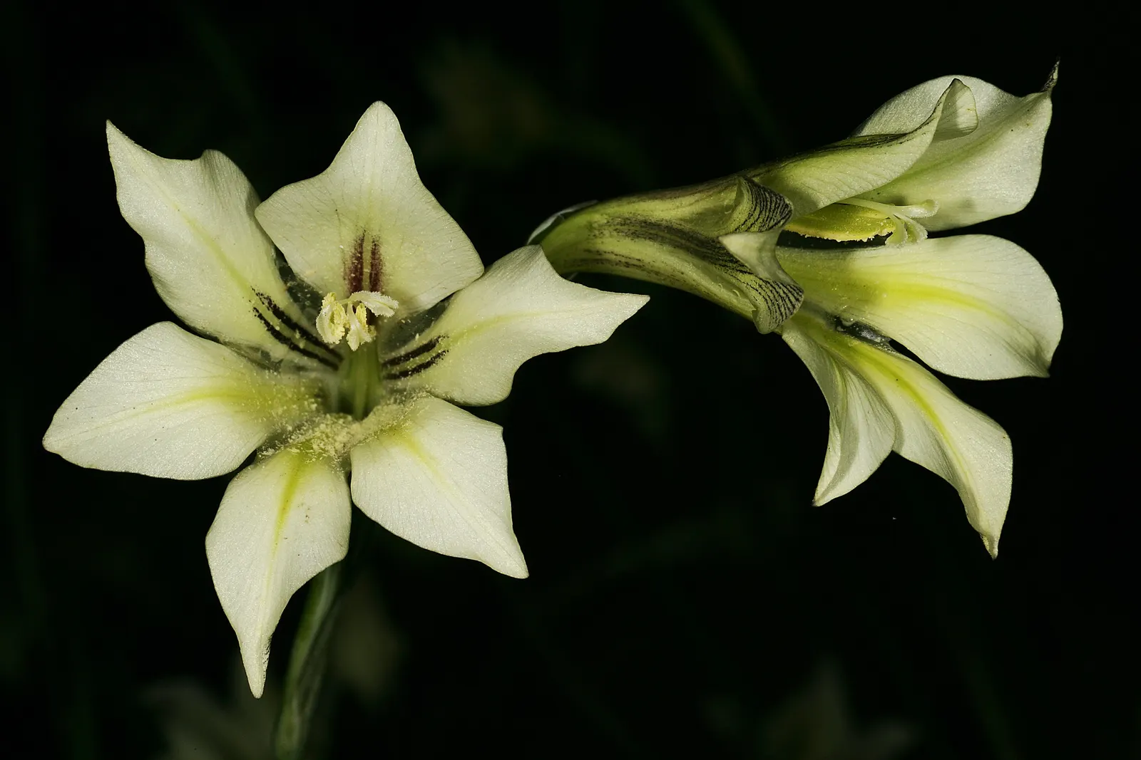 Yellow Marsh Afrikaner (Gladiolus Tristis) — Gladiolus tristis requires well-draining soil and partial to full sun exposure