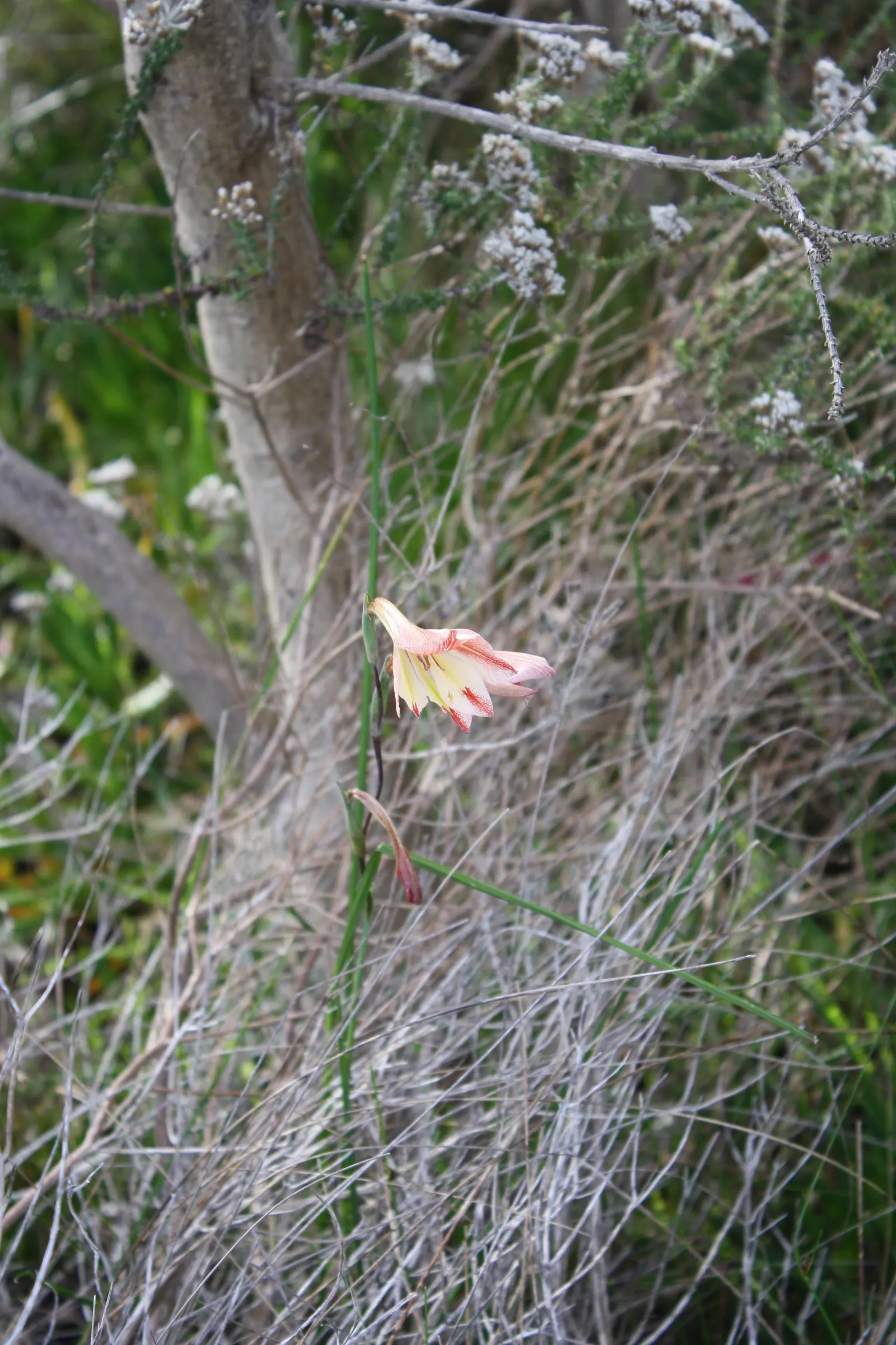 Yellow Marsh Afrikaner (Gladiolus Tristis) — Gladiolus tristis features delicate yellow flowers that possess a subtle