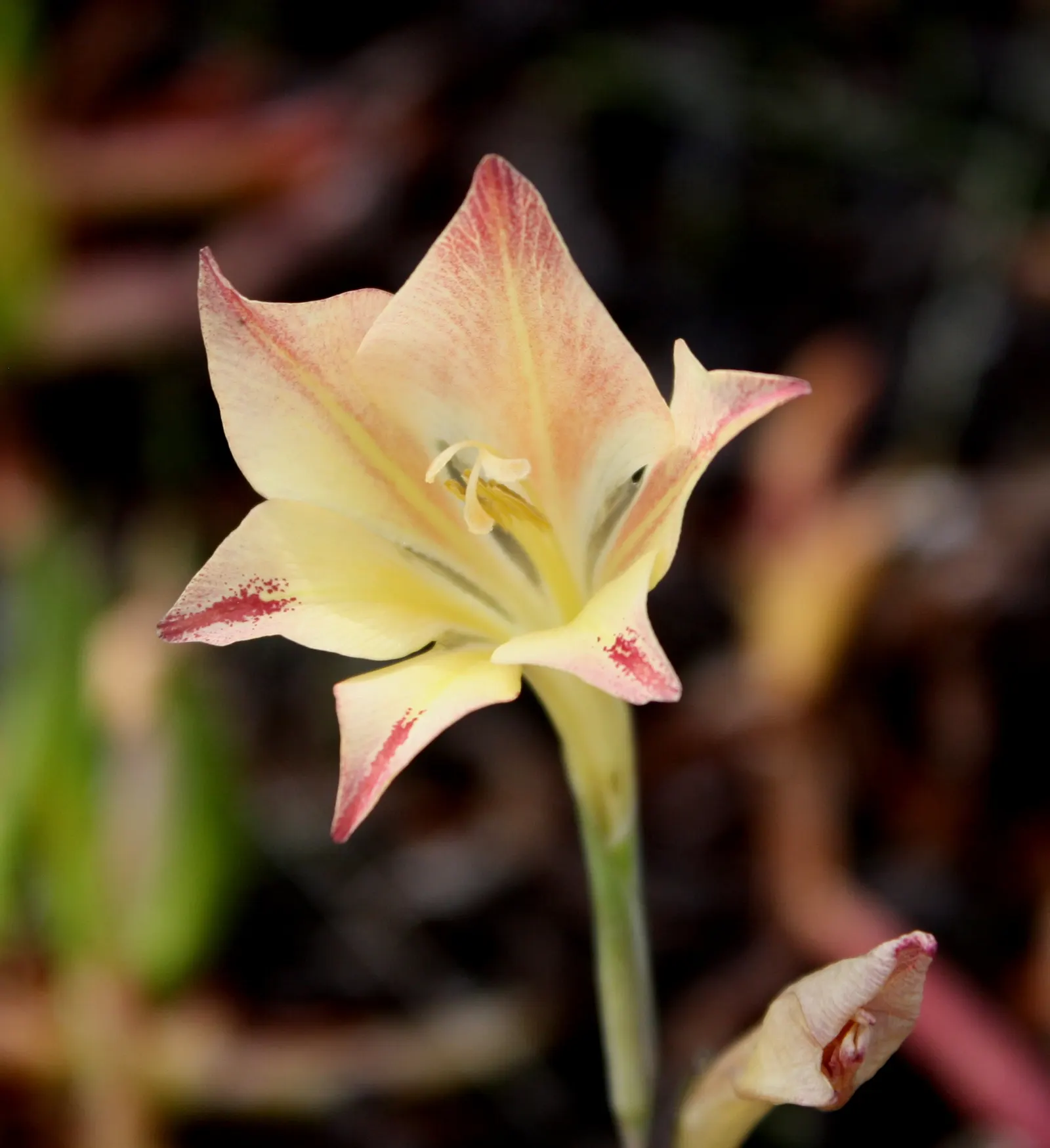 Yellow Marsh Afrikaner (Gladiolus Tristis) — Flowering stems reach up to 40 inches, offering a striking vertical accent in spring to early summer