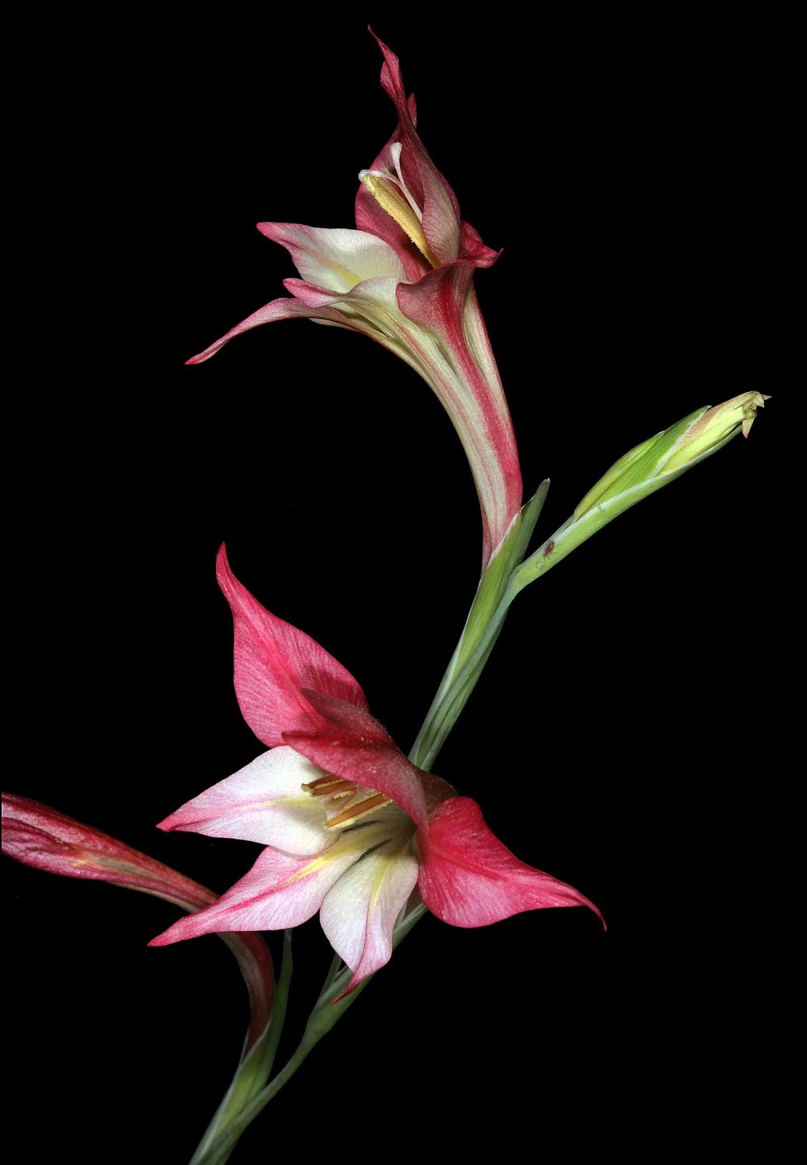 Yellow Marsh Afrikaner (Gladiolus Tristis) — Gladiolus tristis can serve as a beautiful backdrop for lower-growing annuals and perennials