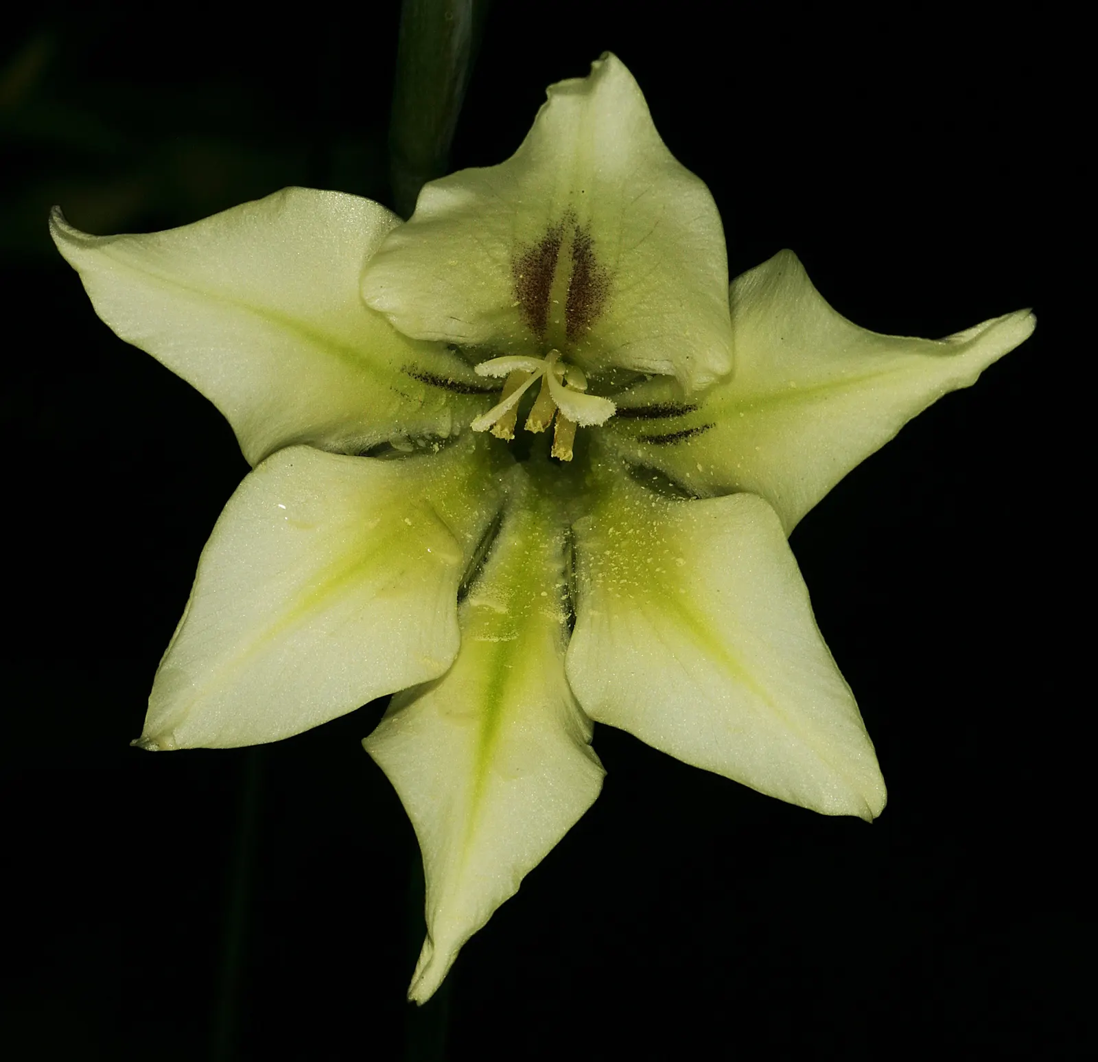 Yellow Marsh Afrikaner (Gladiolus Tristis) — Ideal for cutting gardens and borders, it adds olfactory charm and visual appeal to landscape designs