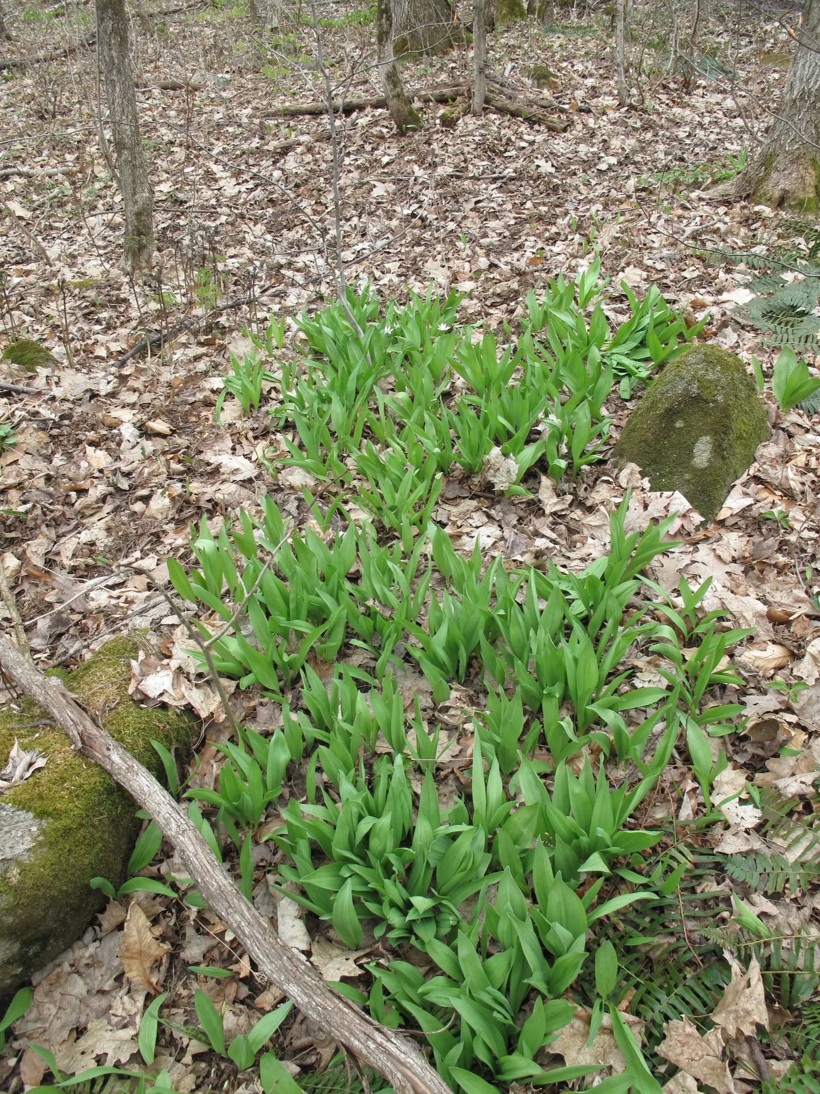 Wild Leek (Allium Tricoccum) — smooth green leaves that die back before the July flower spike with white blooms emerges; it's excellent for, image 44