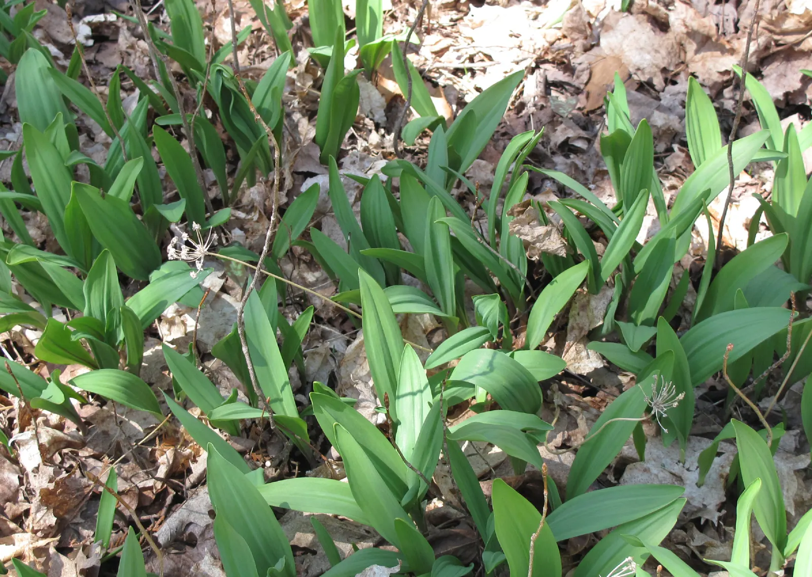 Wild Leek (Allium Tricoccum) — commonly known as the Wild Leek or Ramps