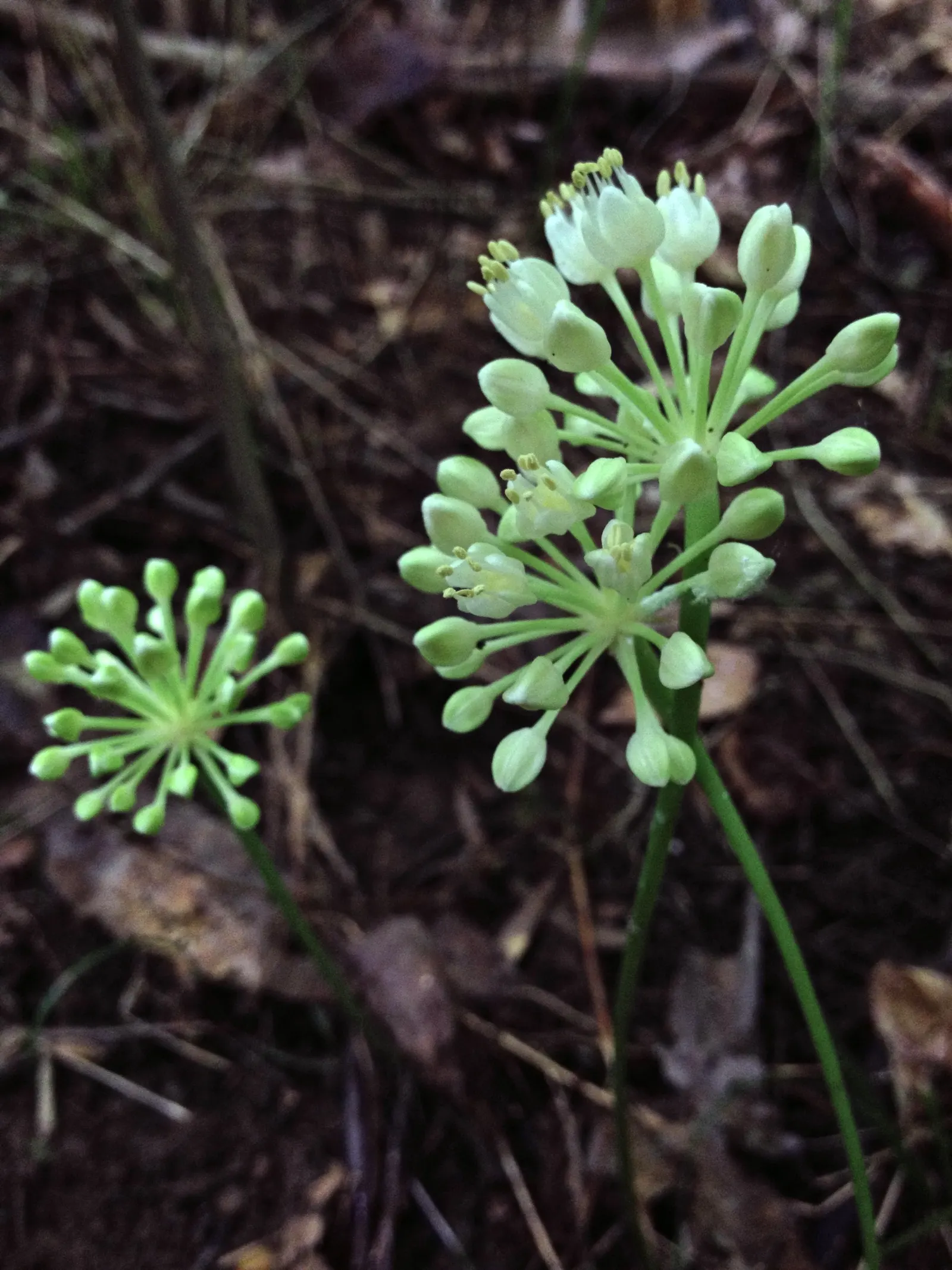 Wild Leek (Allium Tricoccum) — It's excellent for naturalized areas, offering a unique, onion-like flavor for culinary use