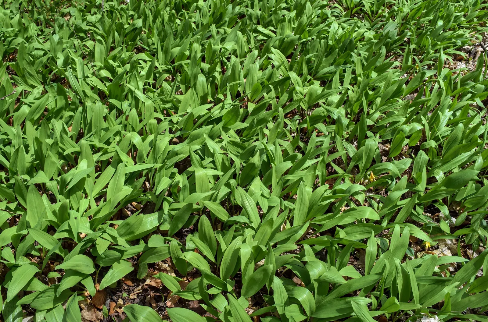 Wild Leek (Allium Tricoccum) — It's excellent for naturalized areas, offering a unique, onion-like flavor for culinary use; allium tricoccum makes, image 45