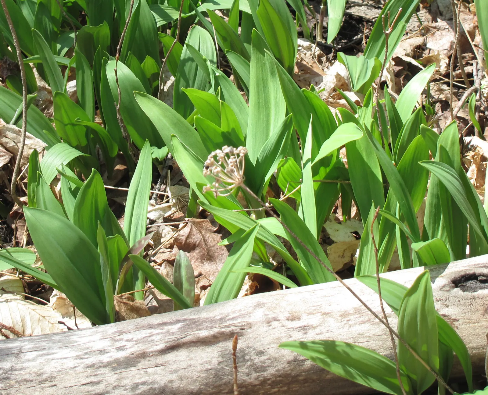 Wild Leek (Allium Tricoccum) — bulb for full or half
