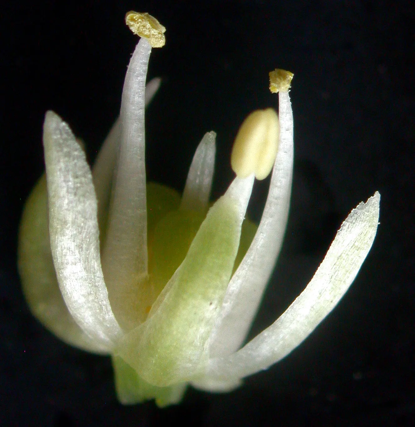 Wild Leek (Allium Tricoccum) — is a North American woodland perennial prized for its delicate early spring foliage and edible bulb