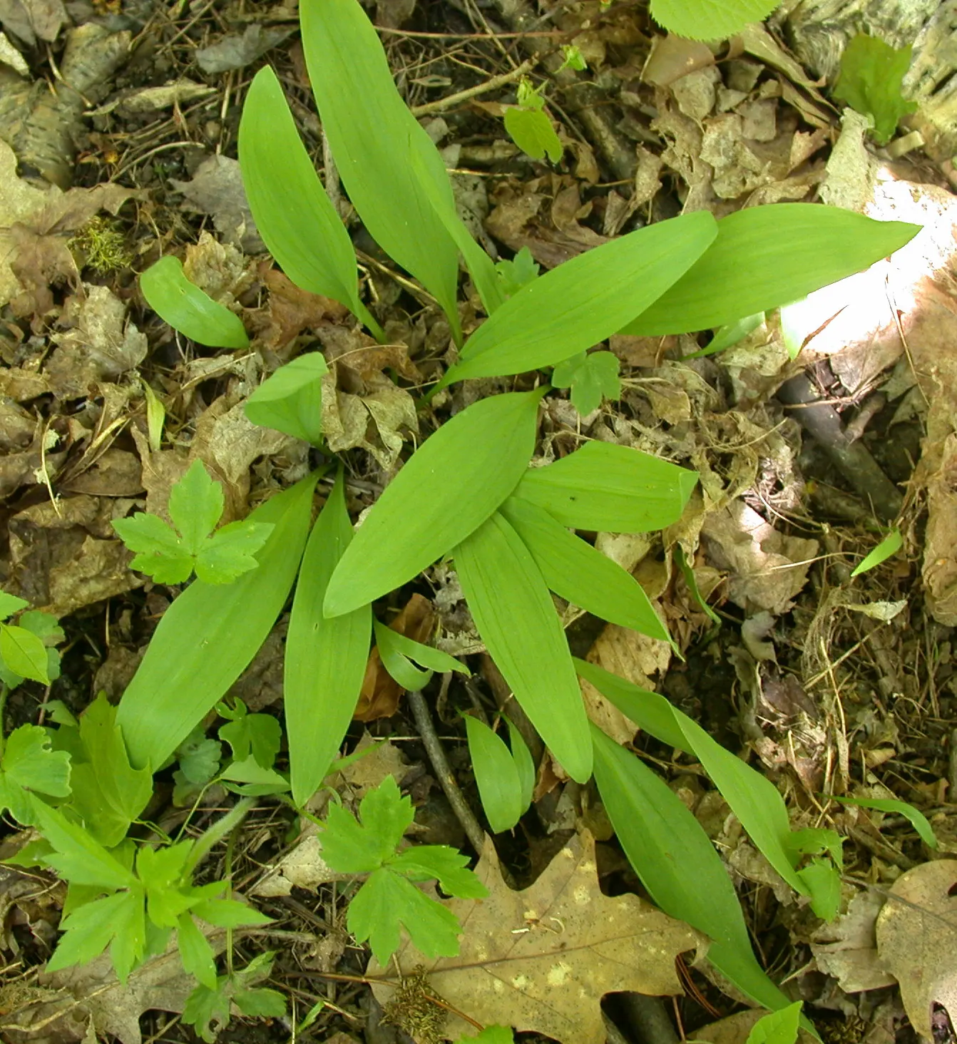 Wild Leek (Allium Tricoccum) — This plant produces broad; white flowers in the garden