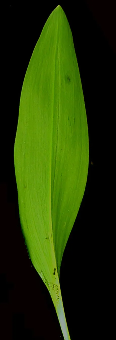 Wild Leek (Allium Tricoccum) — white flowers in the garden; this plant produces broad