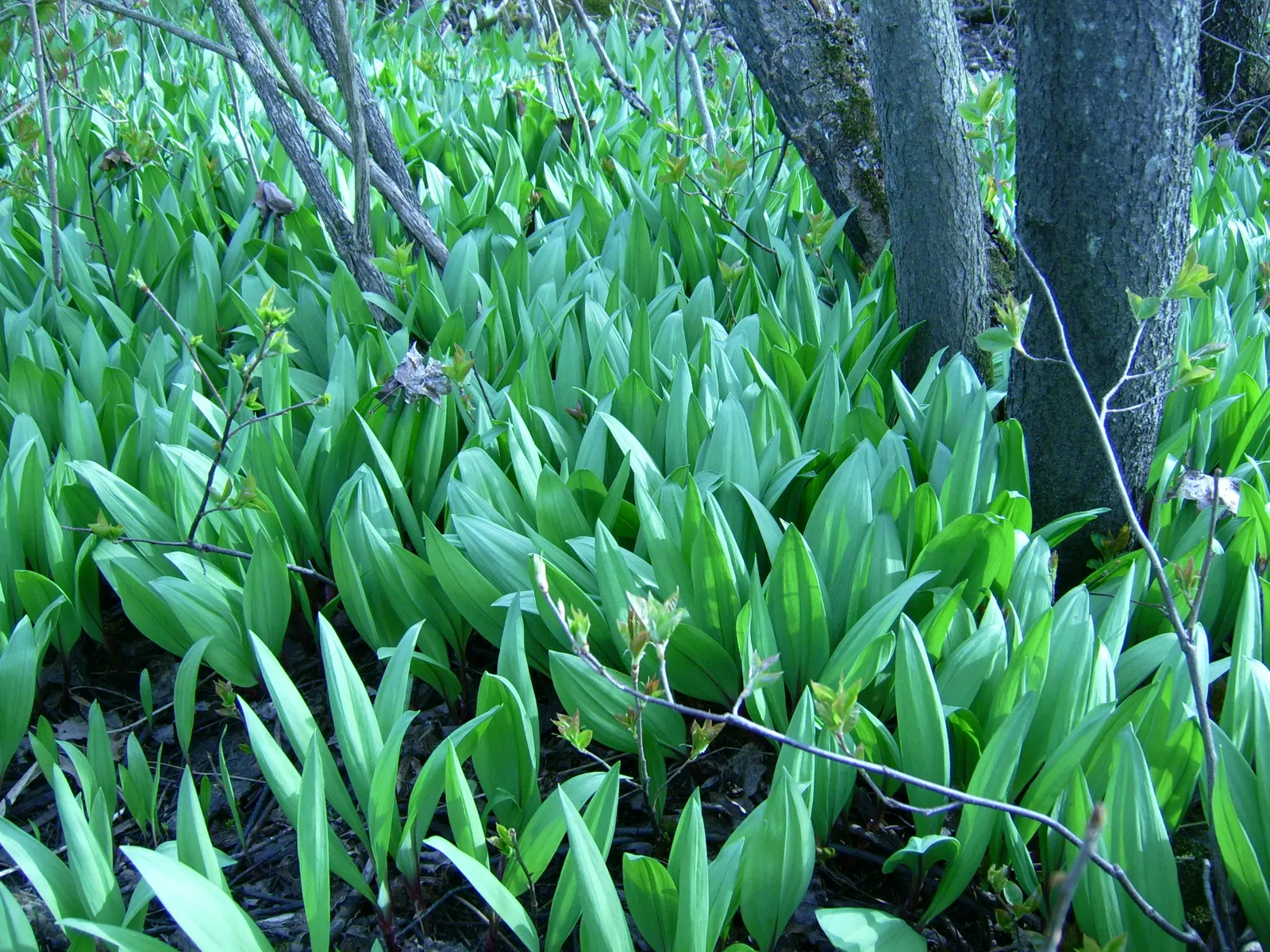 Wild Leek (Allium Tricoccum) — before the forest canopy fully forms; ramps should be harvested sustainably due to their slow growing cycle, image 51