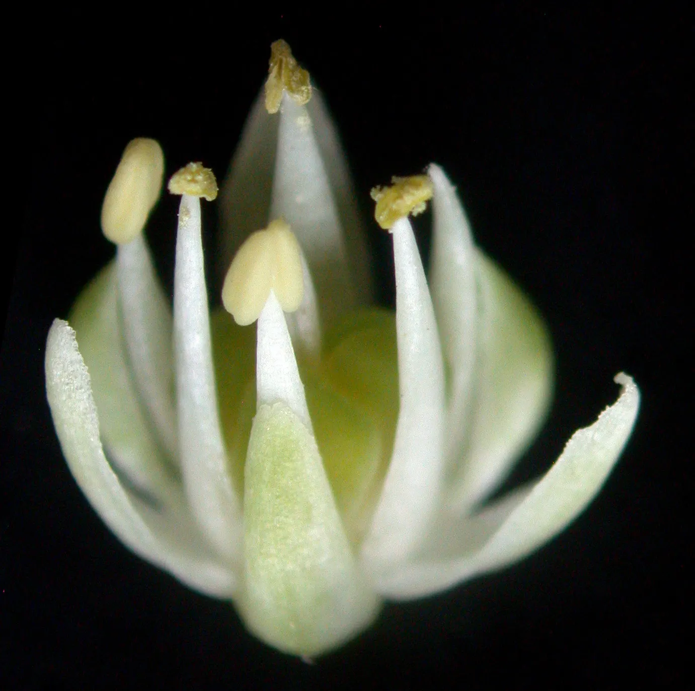 Wild Leek (Allium Tricoccum) — after the foliage dies back