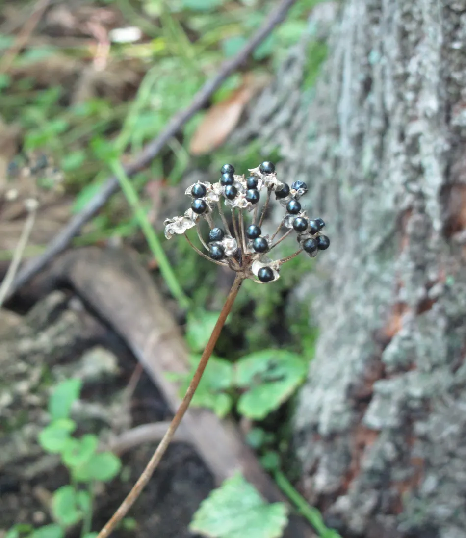 Wild Leek (Allium Tricoccum) — I'm pleased to introduce you to the charming Allium tricoccum