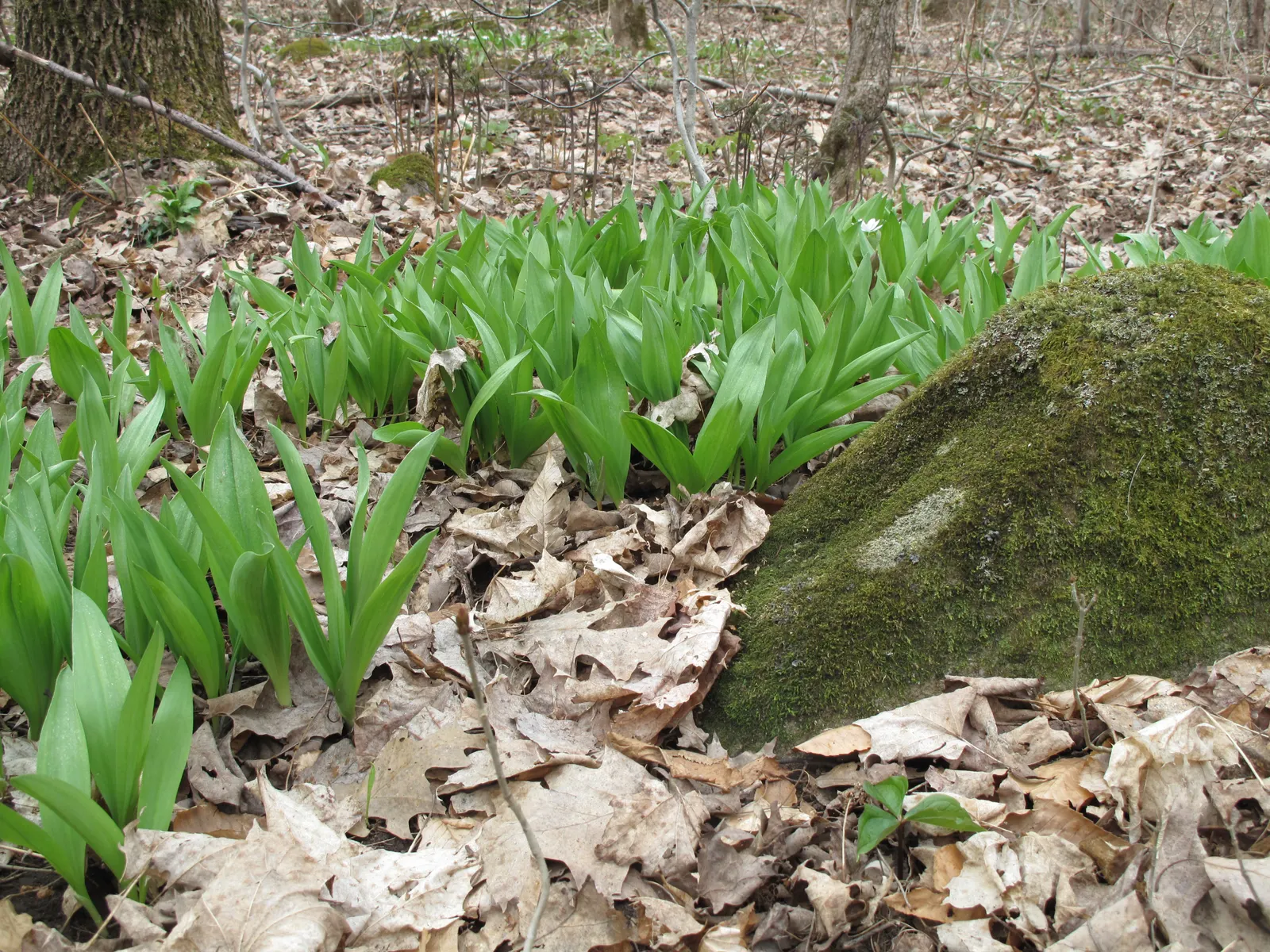 Wild Leek (Allium Tricoccum) — ramps should be harvested sustainably due to their slow growing cycle