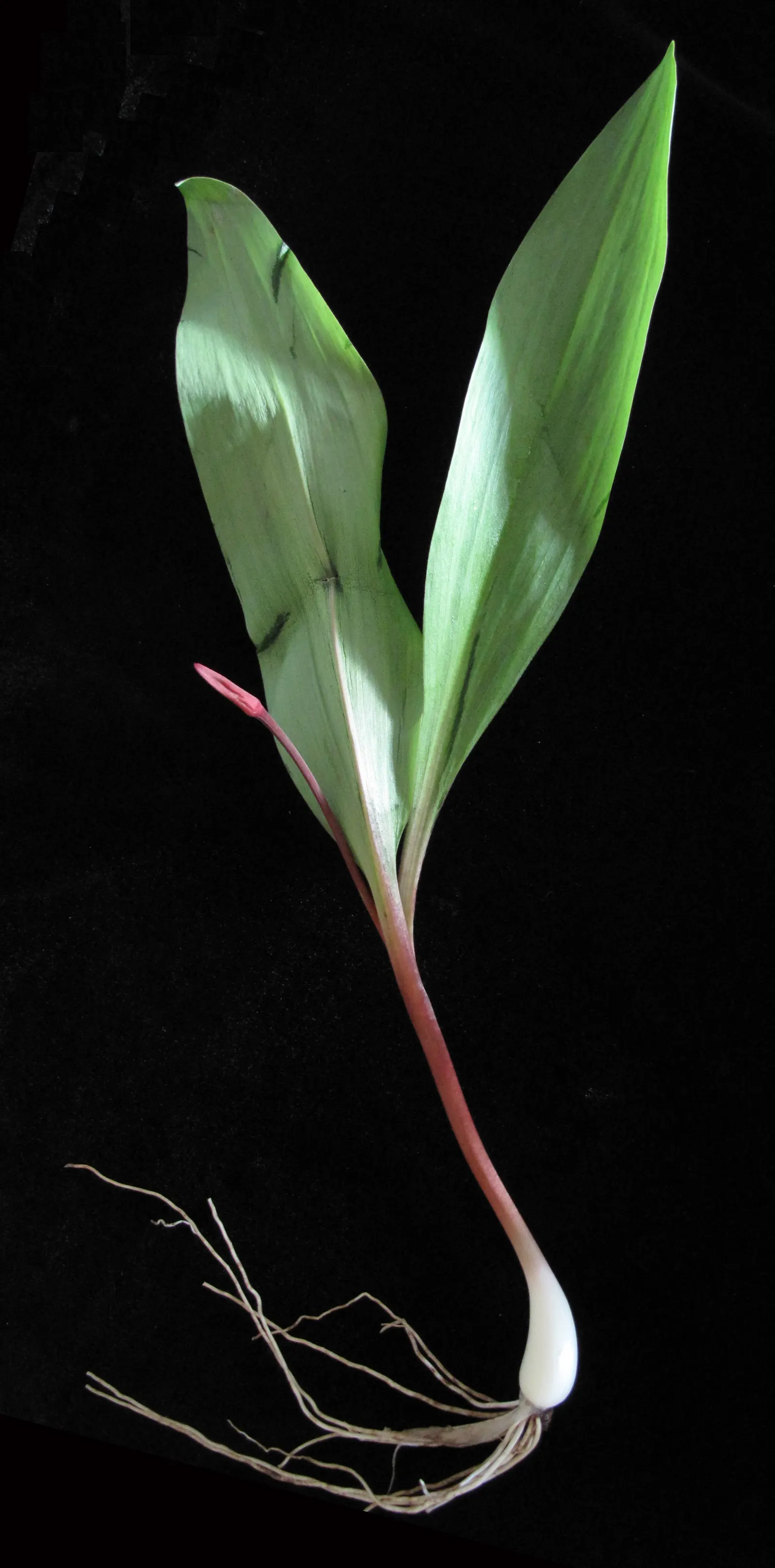 Wild Leek (Allium Tricoccum) — As a landscape architect assistant; bulb with white blooms