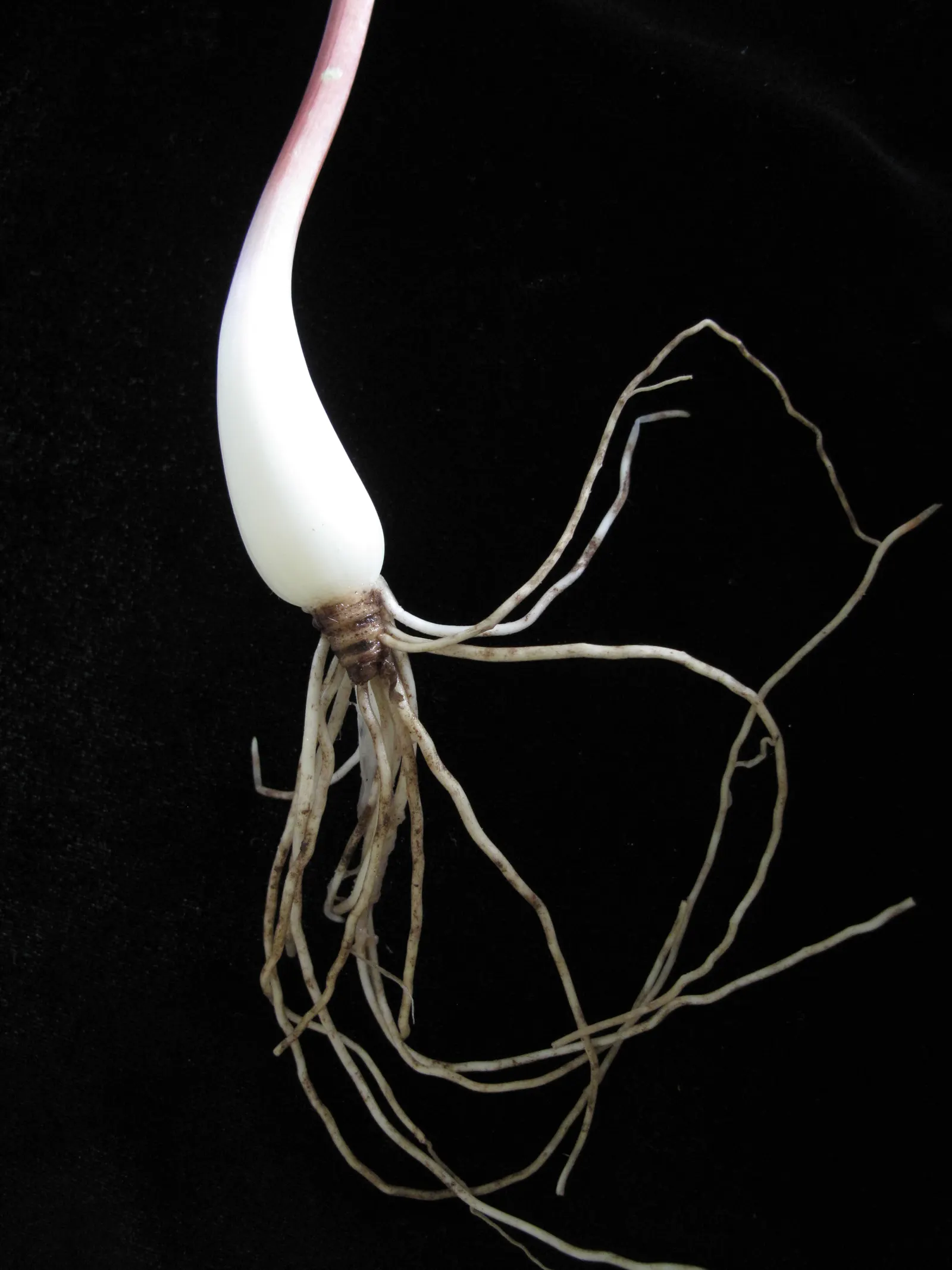 Wild Leek (Allium Tricoccum) — I'm pleased to introduce you to the charming Allium tricoccum; as a landscape architect assistant, image 47