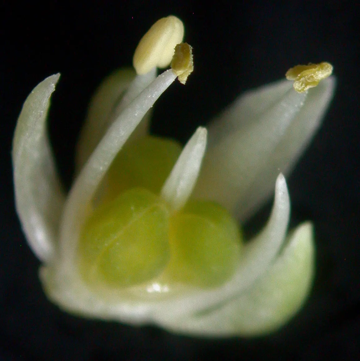 Wild Leek (Allium Tricoccum) — bulb with white blooms; well-drained soil that mimics the humus-rich conditions of their natural habitats