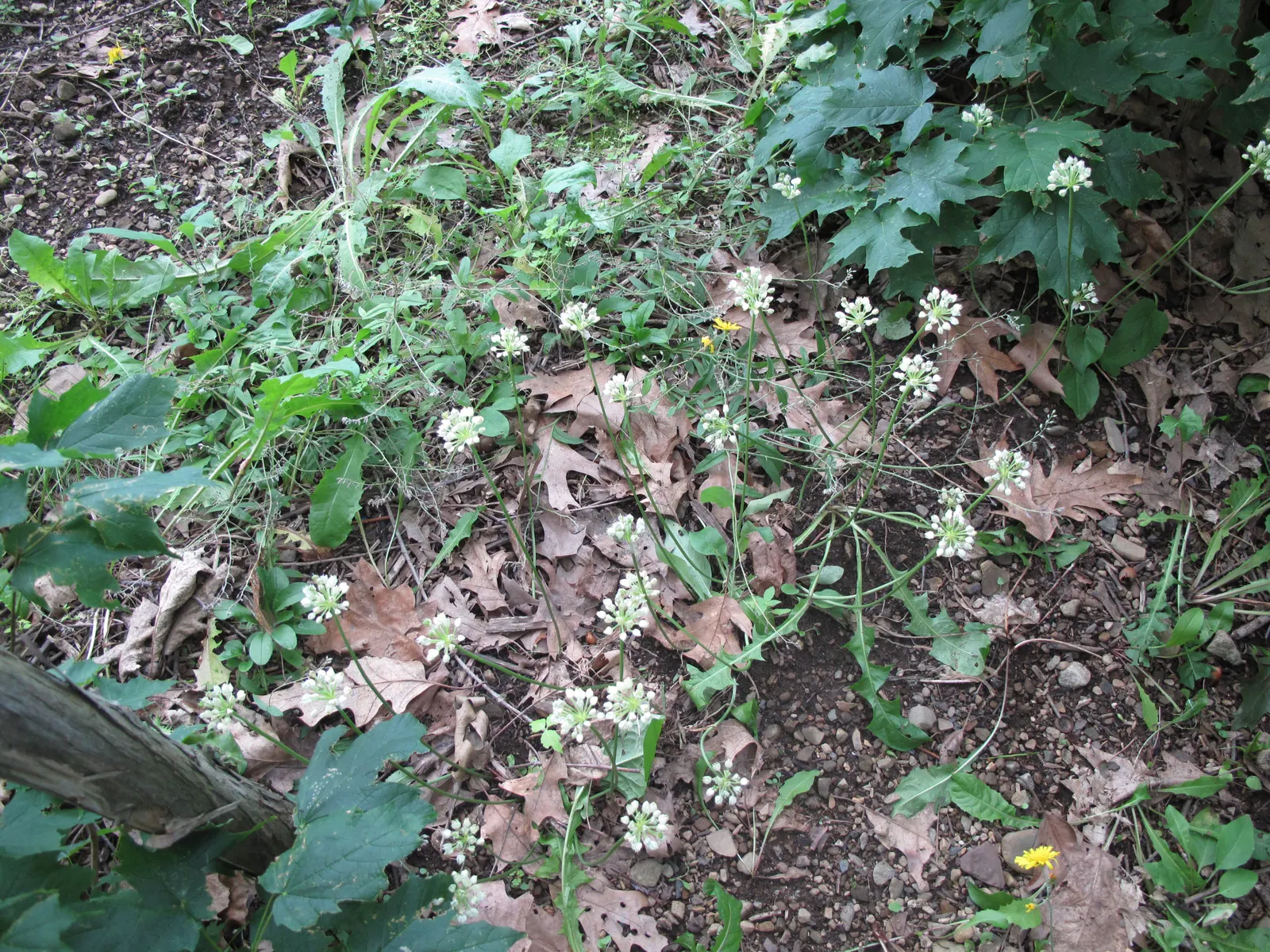Wild Leek (Allium Tricoccum) — smooth green leaves that die back before the July flower spike with white blooms emerges; it's excellent for naturalized areas