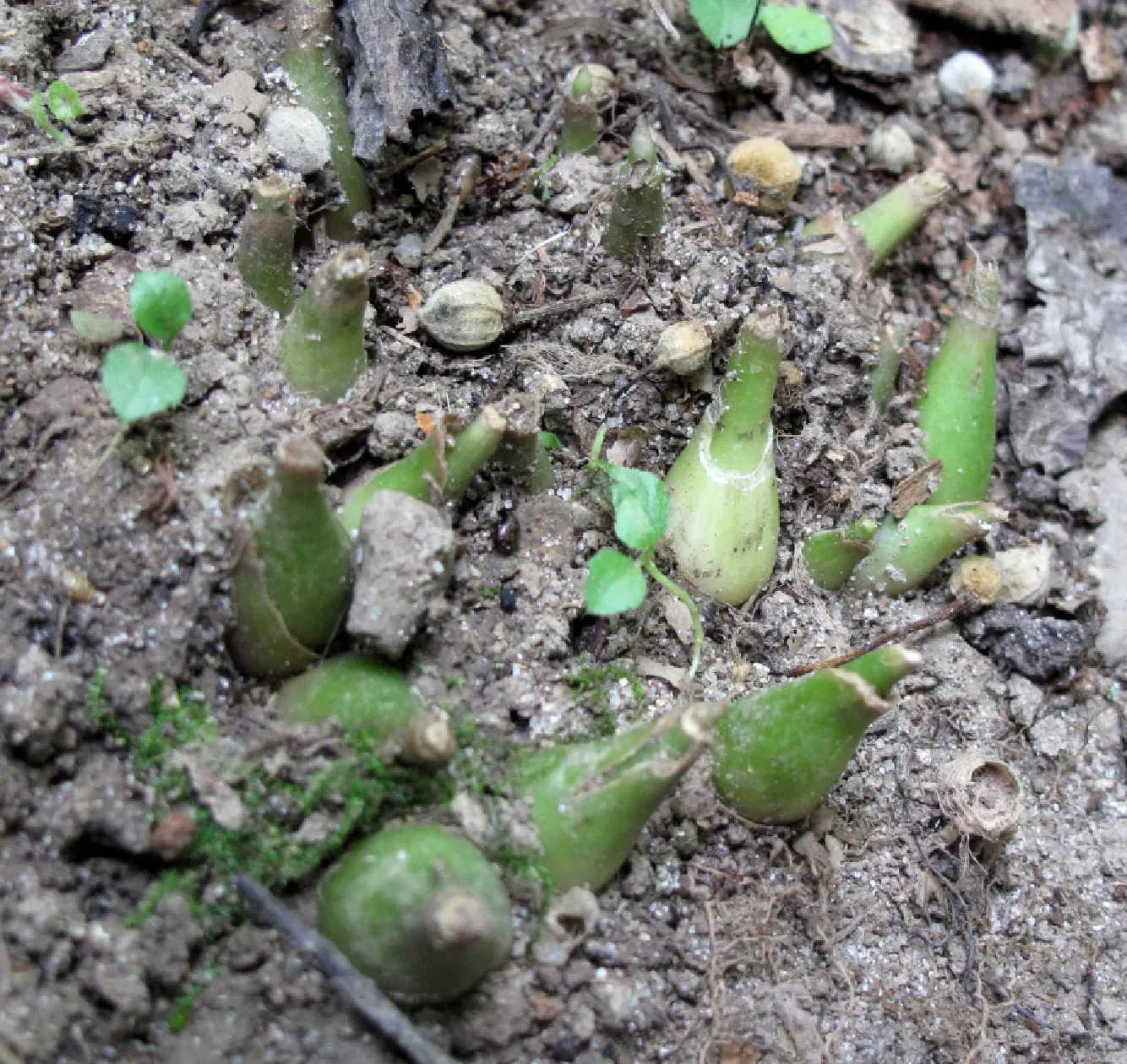 Wild Leek (Allium Tricoccum) — bulb for full or half; this makes Allium tricoccum a beautiful and responsible choice for naturalistic and edible landscapes