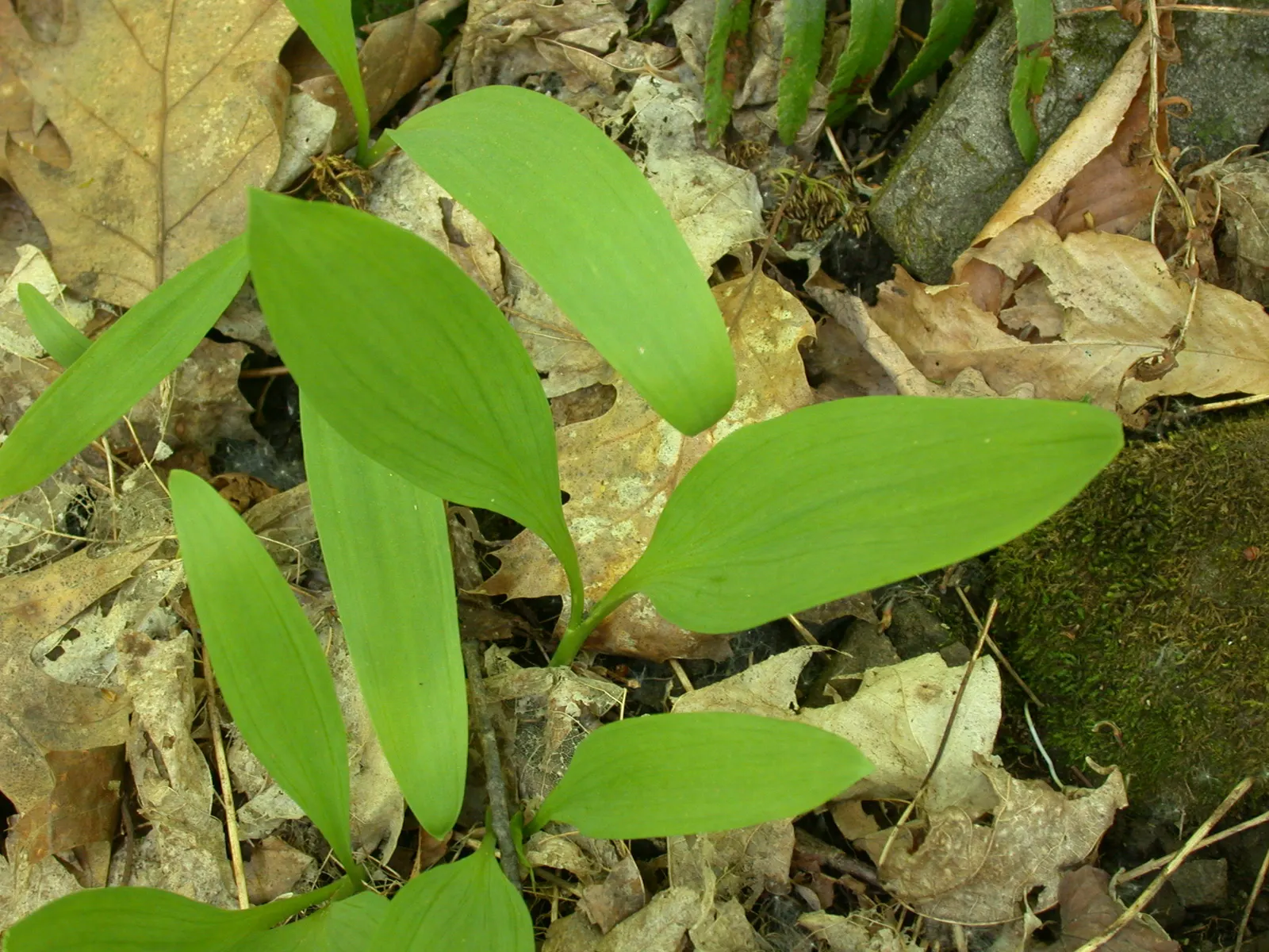 Wild Leek (Allium Tricoccum) — well-drained soil that mimics the humus-rich conditions of their natural habitats; i'm pleased to introduce you to, image 50