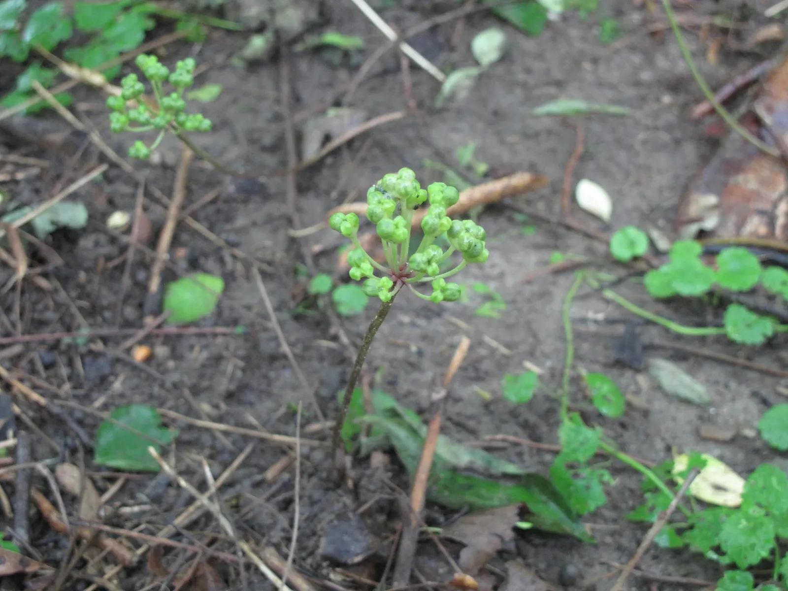 Wild Leek (Allium Tricoccum) — before the forest canopy fully forms
