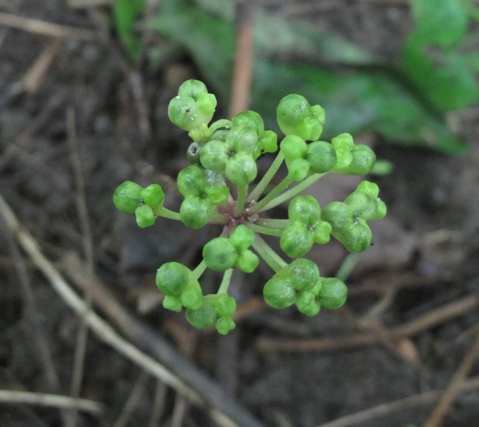 Wild Leek (Allium Tricoccum) — It's excellent for naturalized areas, offering a unique, onion-like flavor for culinary use; allium tricoccum makes its debut