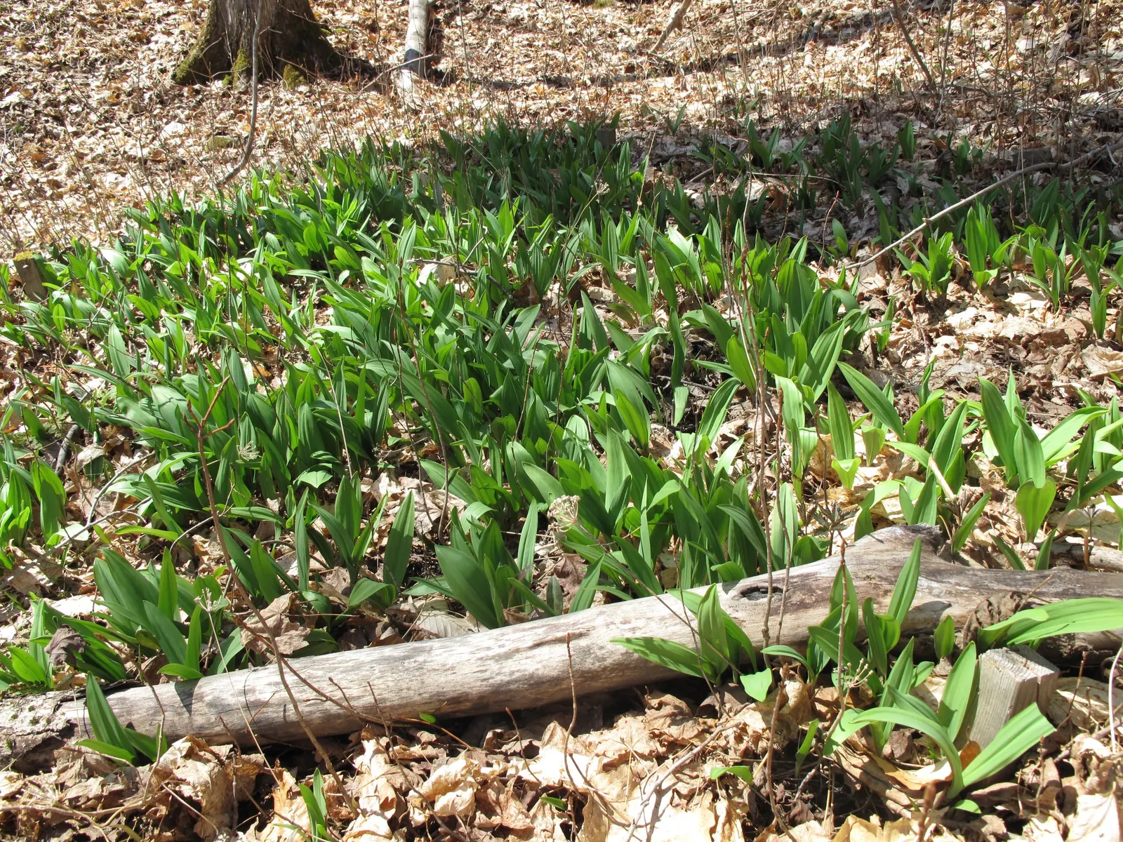 Wild Leek (Allium Tricoccum) — This makes Allium tricoccum a beautiful and responsible choice for naturalistic and edible landscapes