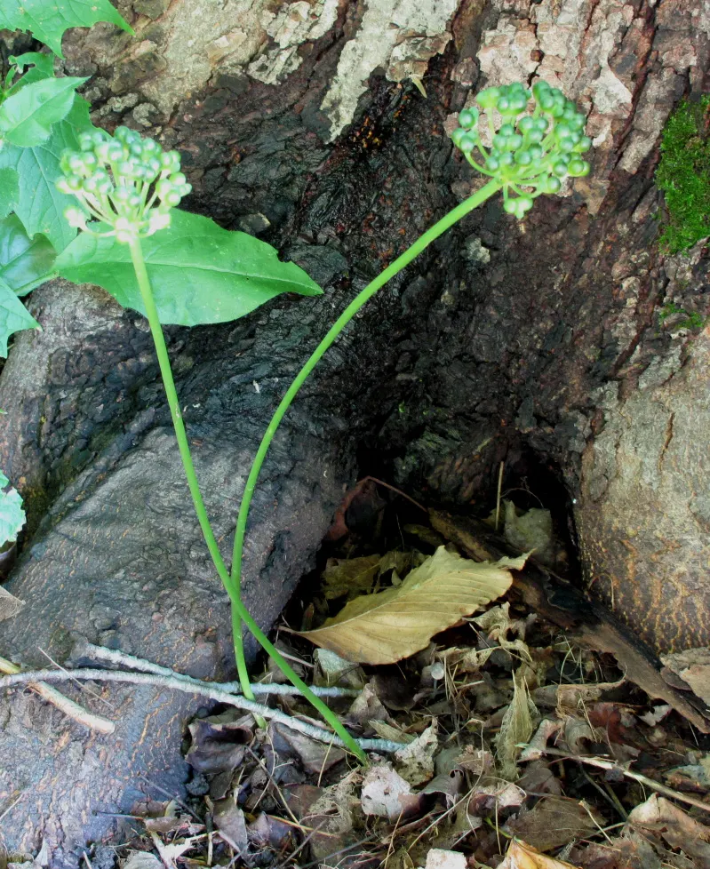 Wild Leek (Allium Tricoccum) — commonly known as the Wild Leek or Ramps; after the foliage dies back, image 48