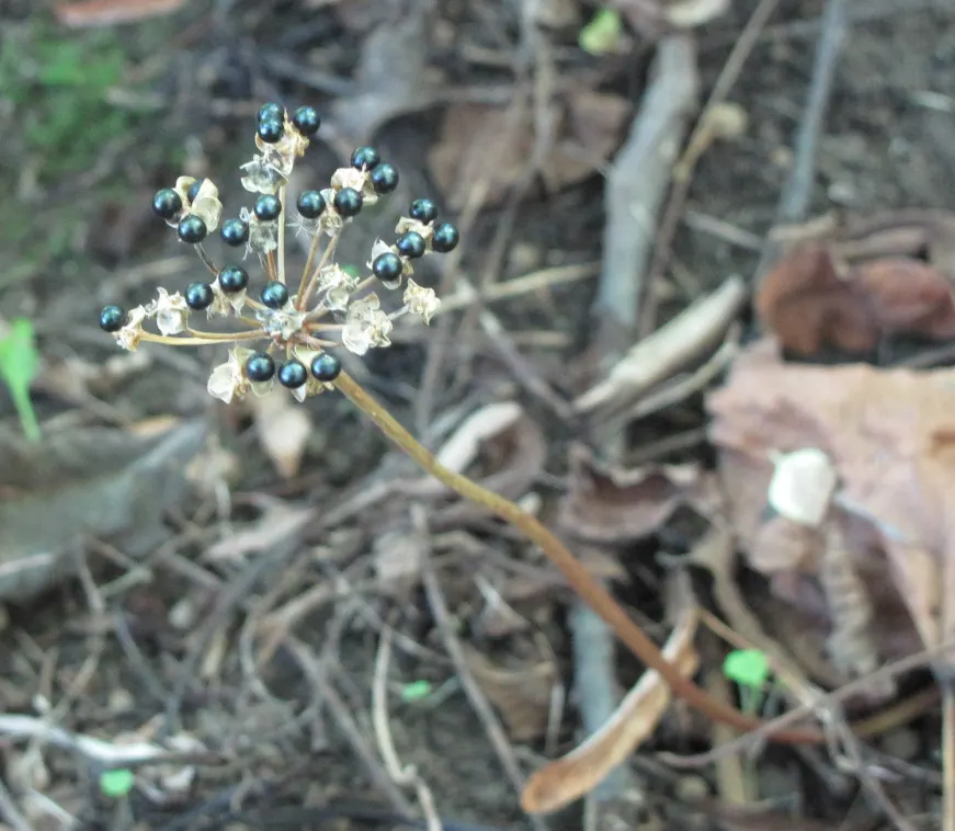 Wild Leek (Allium Tricoccum) — This plant produces broad