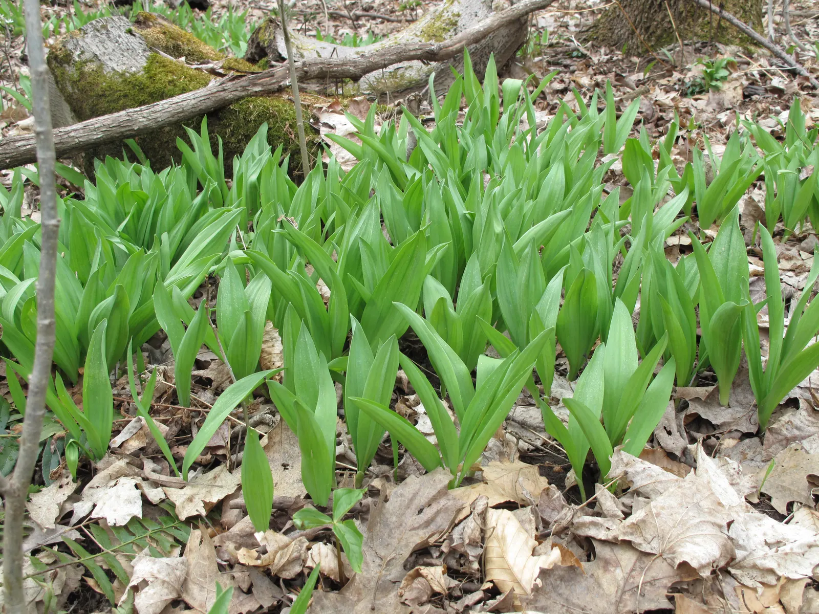 Wild Leek (Allium Tricoccum) — well-drained soil that mimics the humus-rich conditions of their natural habitats; i'm pleased to introduce you to the charming
