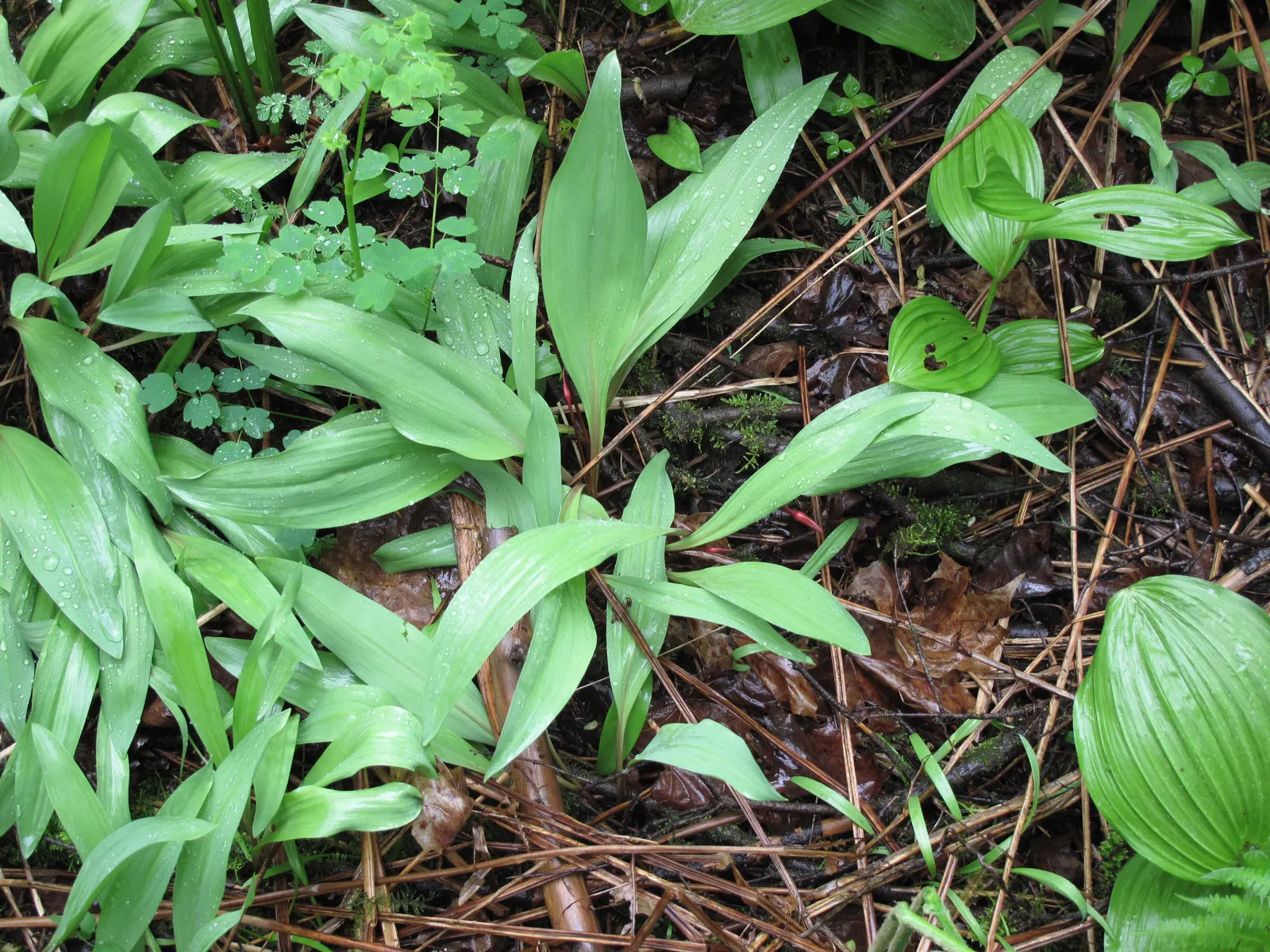 Wild Leek (Allium Tricoccum) — This plant produces broad; white flowers in the garden, image 43