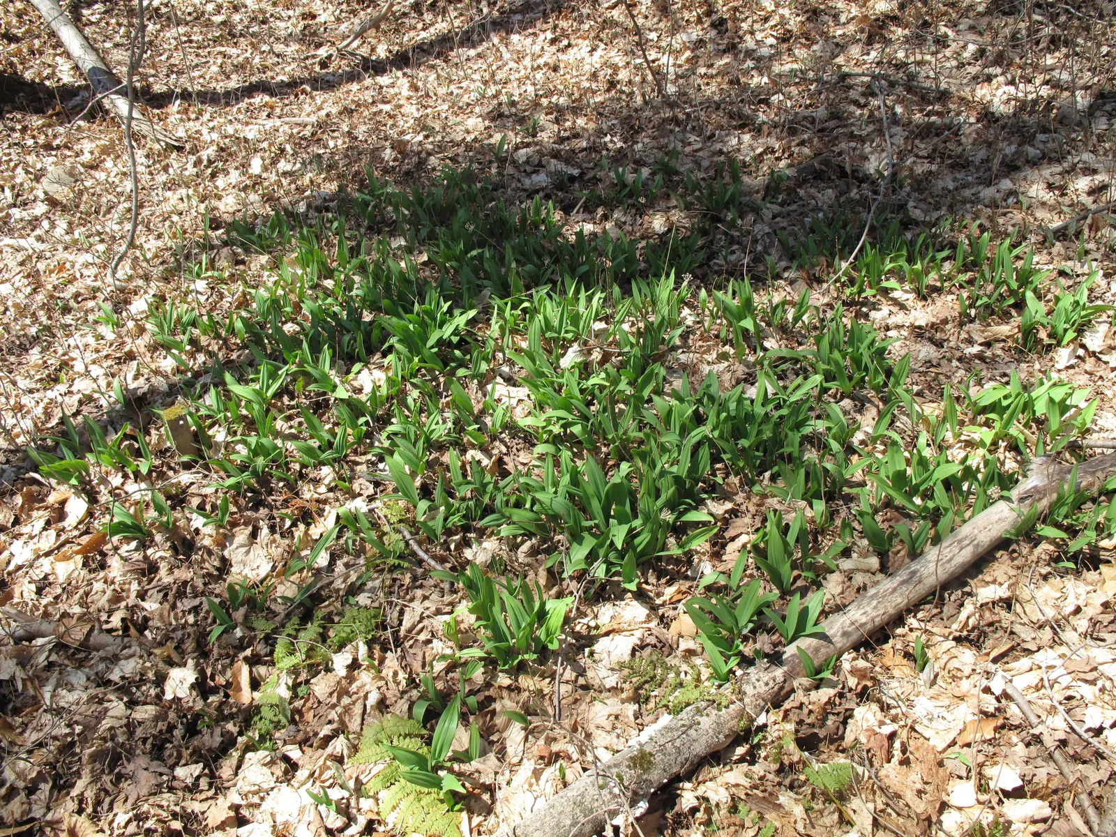 Wild Leek (Allium Tricoccum) — ramps should be harvested sustainably due to their slow growing cycle; it's essential to remember that these plants typically
