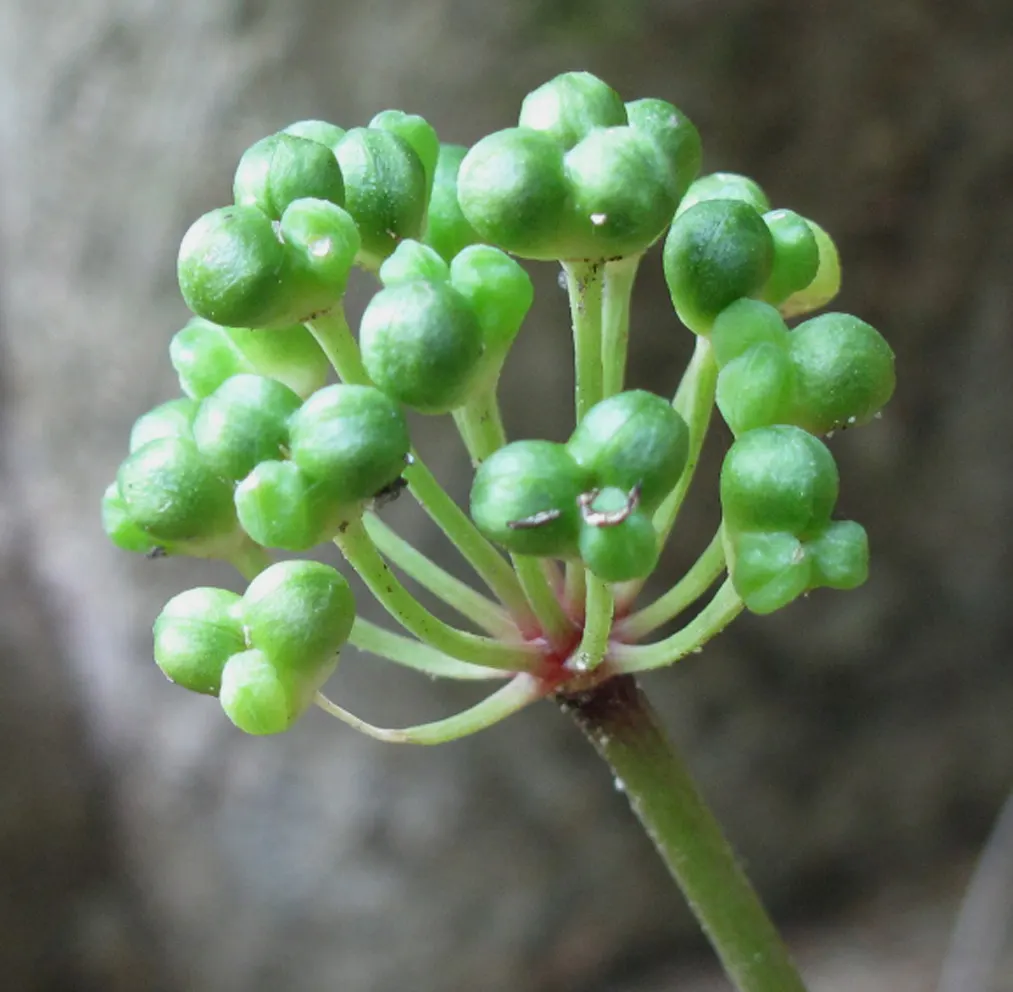 Wild Leek (Allium Tricoccum) — This North American native perennial is a delightful addition to woodland gardens; bulb for full or half, image 49