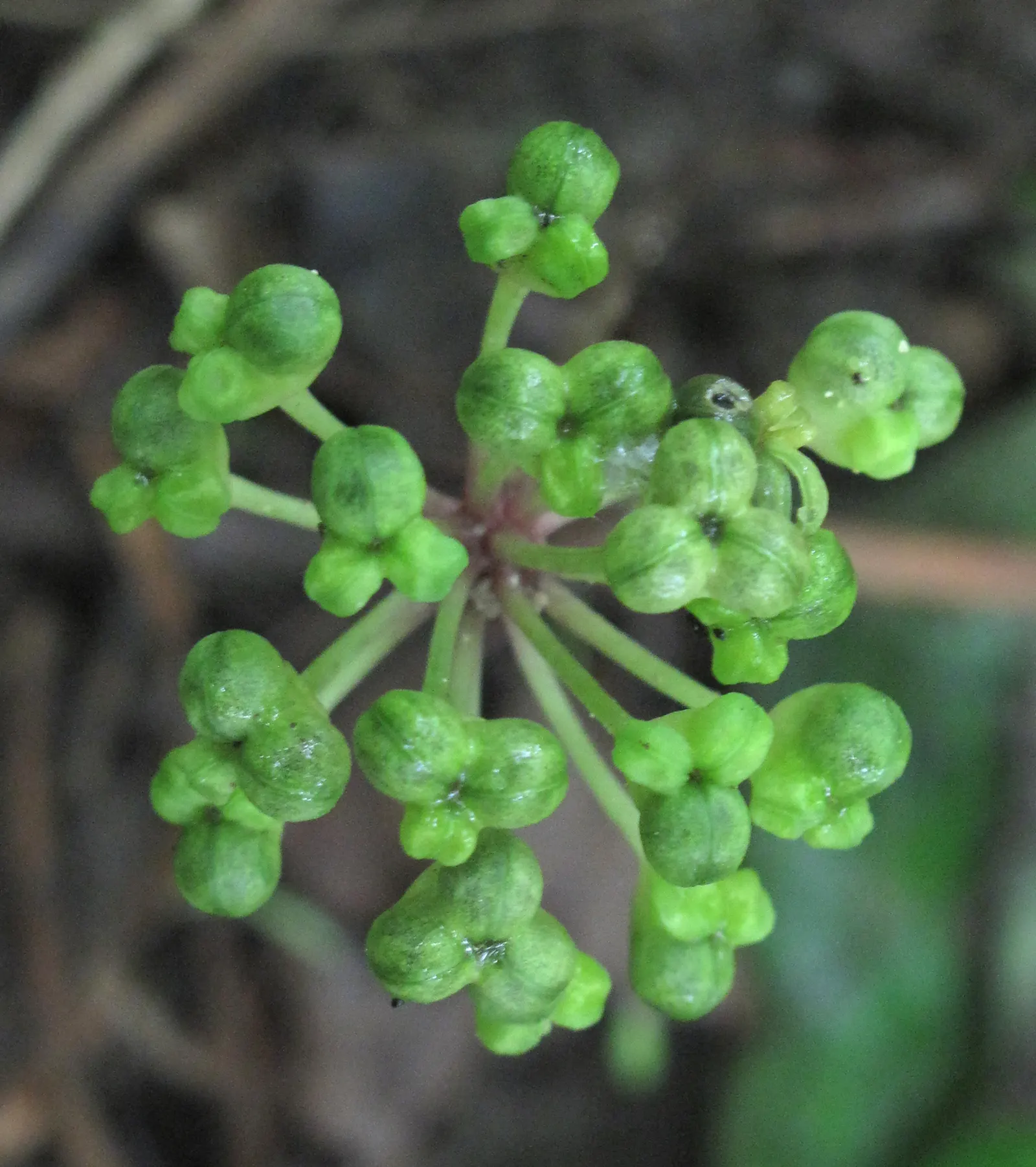 Wild Leek (Allium Tricoccum) — It grows 6 to 18 inches tall in shady areas with moist, rich soil; before the forest canopy fully forms