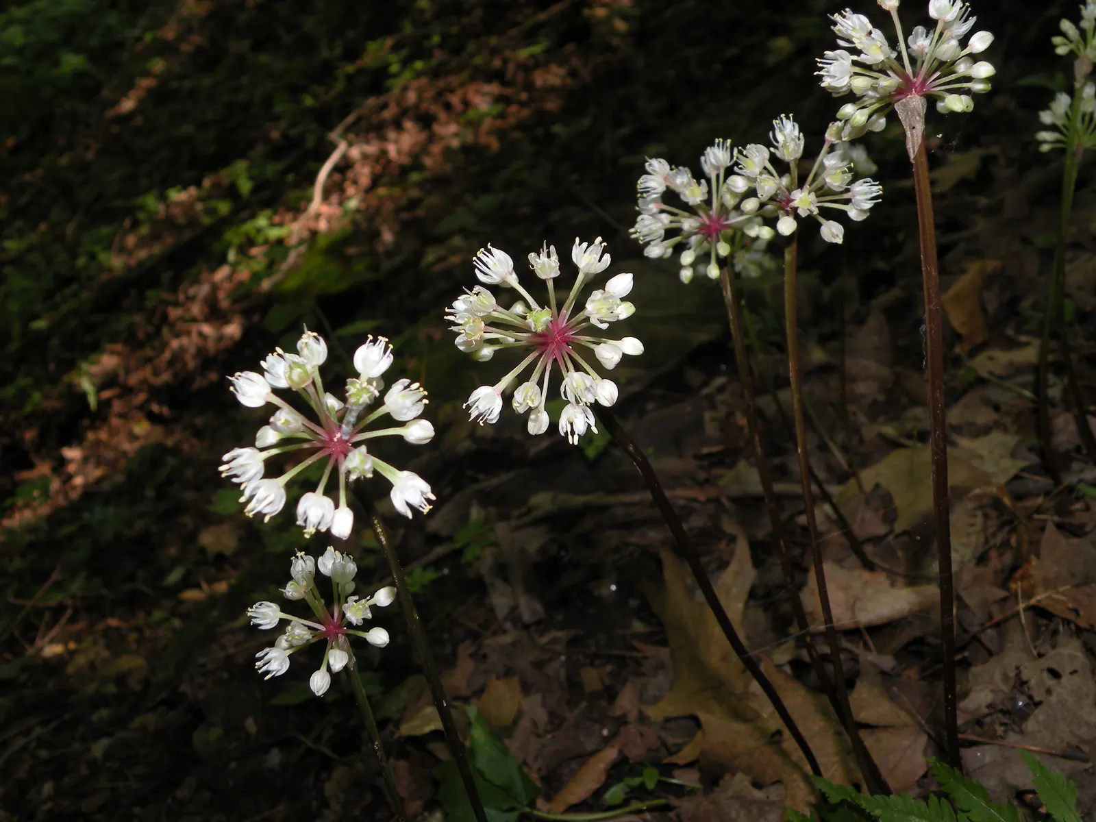 Wild Leek (Allium Tricoccum) — As a landscape architect assistant; bulb with white blooms, image 46