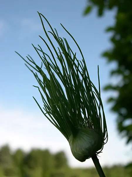 Wild Leek (Allium Tricoccum) — As a landscape architect assistant