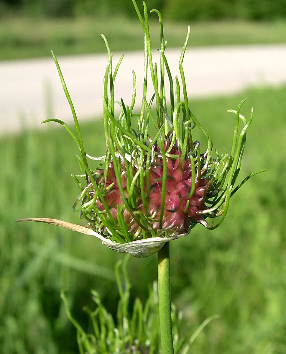 Wild Leek (Allium Tricoccum) — It's essential to remember that these plants typically take 5 to 7 years to mature from seed; it grows 6 to 18 inches tall in