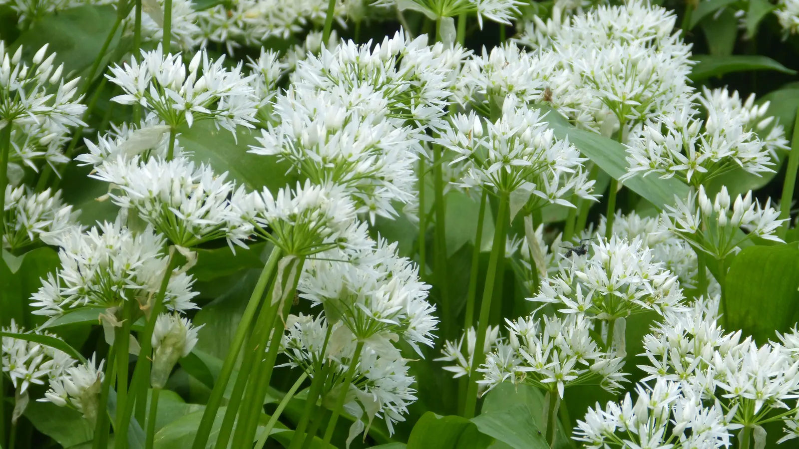 Wild Leek (Allium Tricoccum) — smooth green leaves that die back before the July flower spike with white blooms emerges