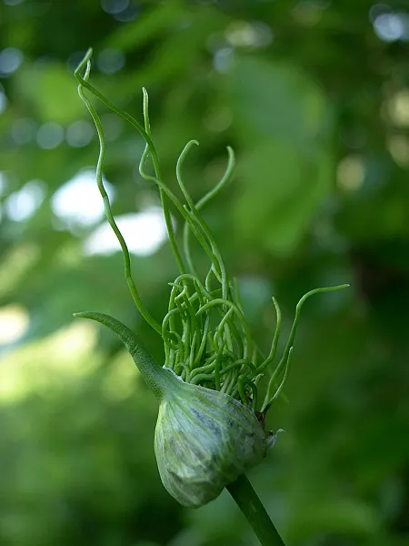 Wild Leek (Allium Tricoccum) — commonly known as the Wild Leek or Ramps; after the foliage dies back