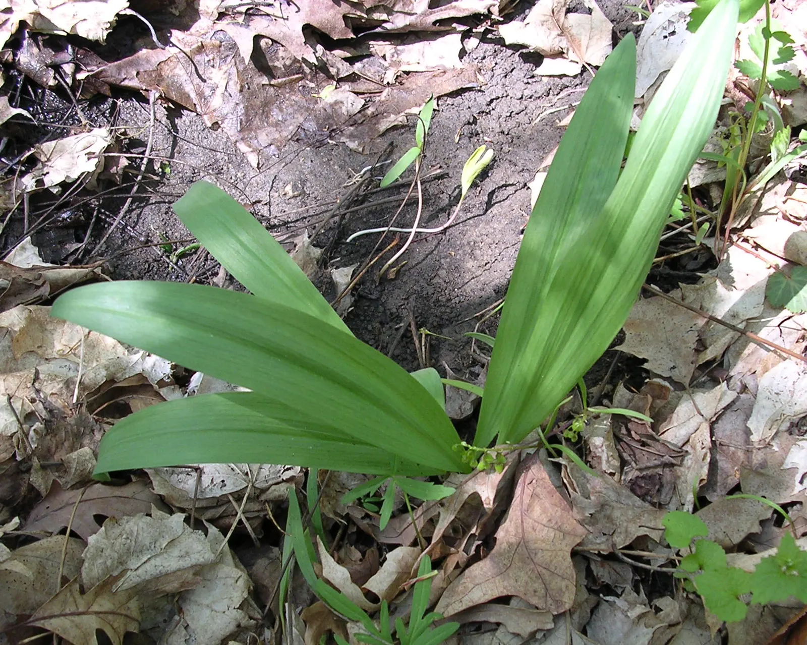 Wild Leek (Allium Tricoccum) — I'm pleased to introduce you to the charming Allium tricoccum; as a landscape architect assistant
