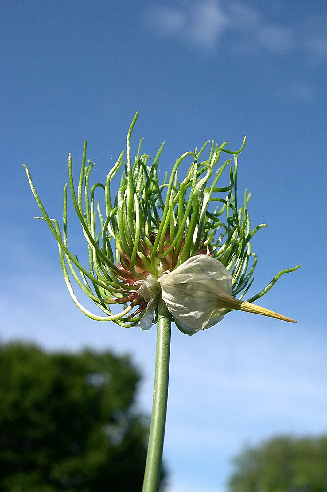 Wild Leek (Allium Tricoccum) — is a North American woodland perennial prized for its delicate early spring foliage and edible bulb; smooth green leaves that