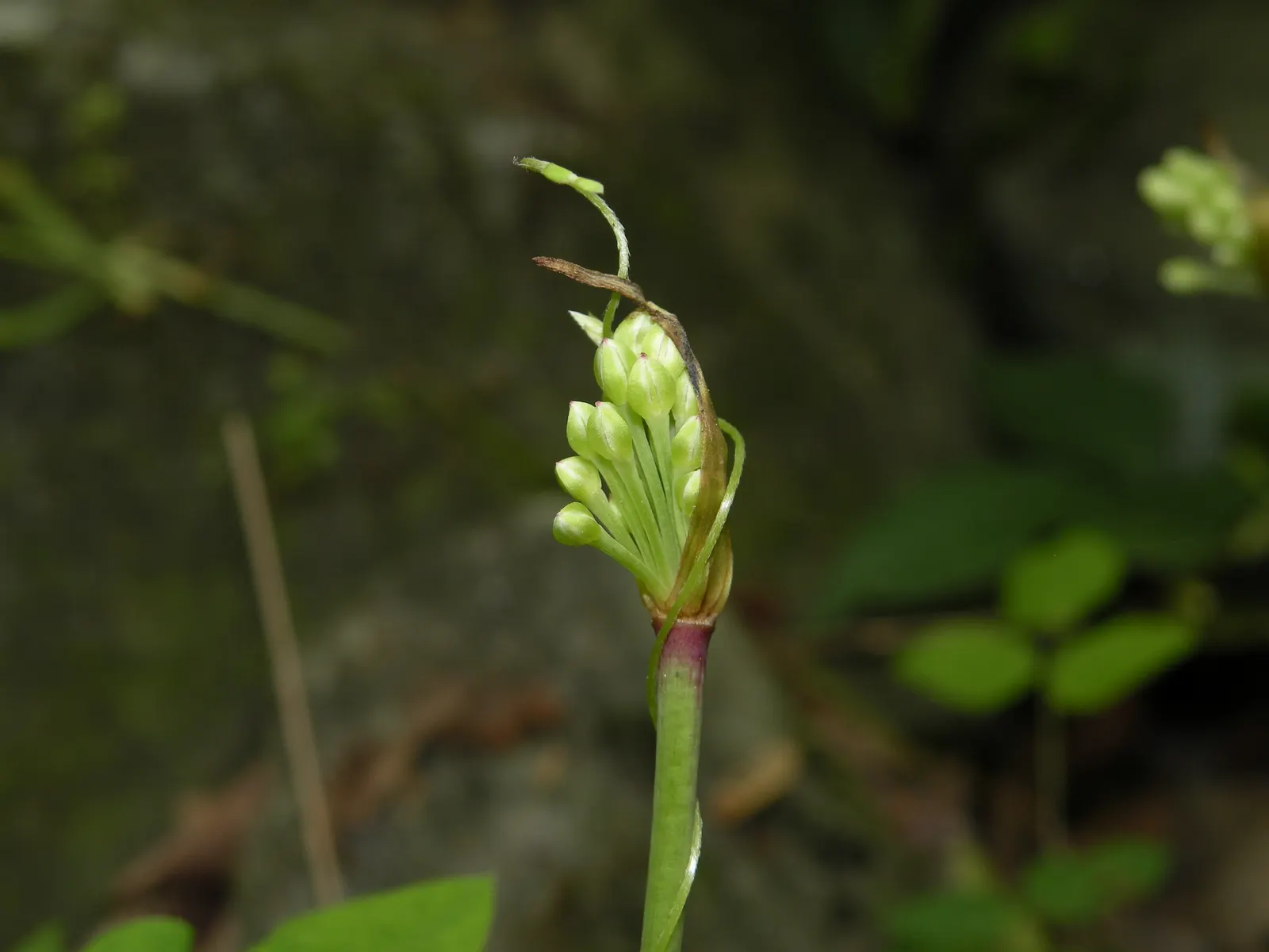 Wild Leek (Allium Tricoccum) — It grows 6 to 18 inches tall in shady areas with moist, rich soil; before the forest canopy fully forms, image 42