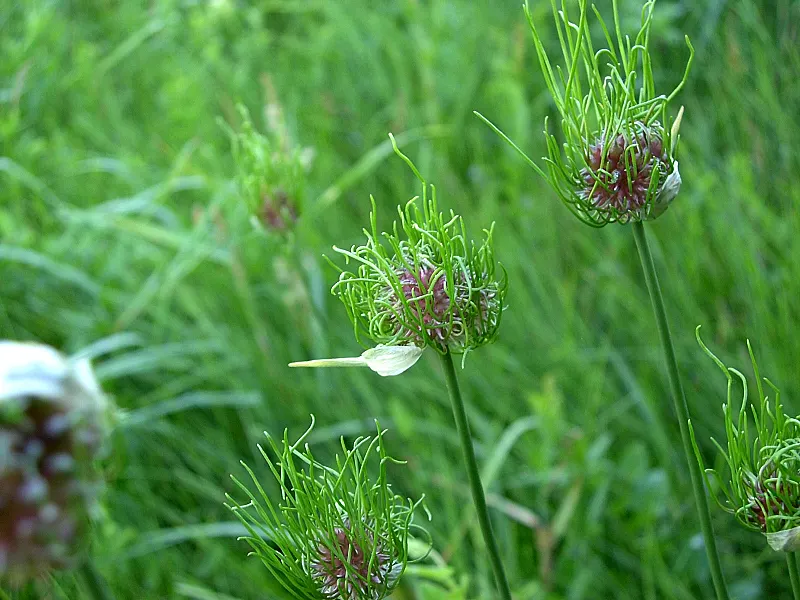 Wild Leek (Allium Tricoccum) — white flowers in the garden