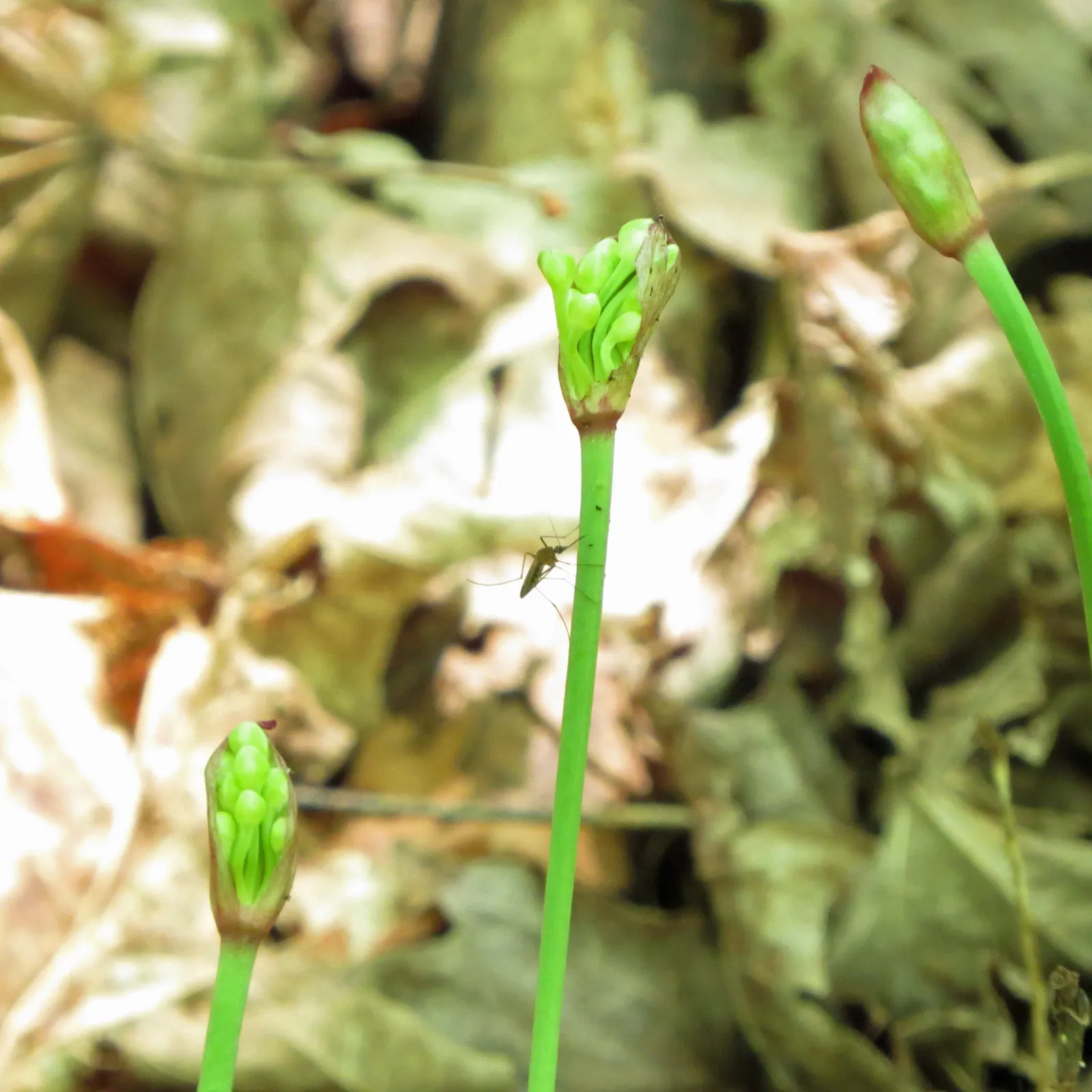 Wild Leek (Allium Tricoccum) — after the foliage dies back; commonly known as the Wild Leek or Ramps