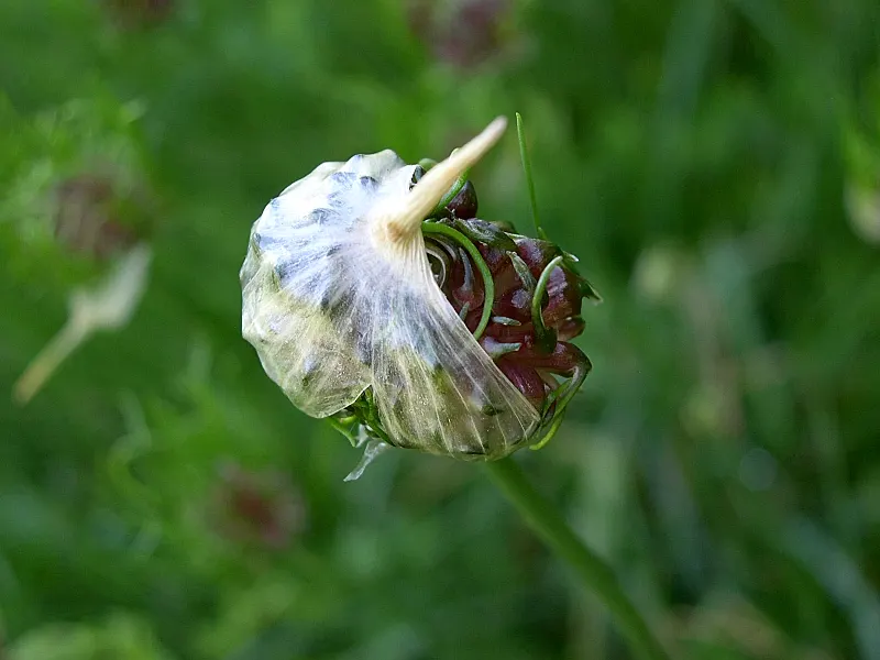 Wild Leek (Allium Tricoccum) — It's essential to remember that these plants typically take 5 to 7 years to mature from seed