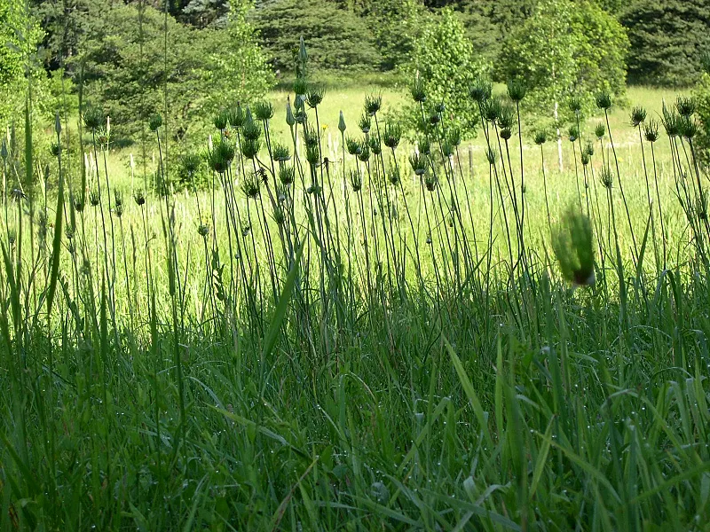 Wild Leek (Allium Tricoccum) — Allium tricoccum makes its debut with broad; is a North American woodland perennial prized for its delicate early spring foliage
