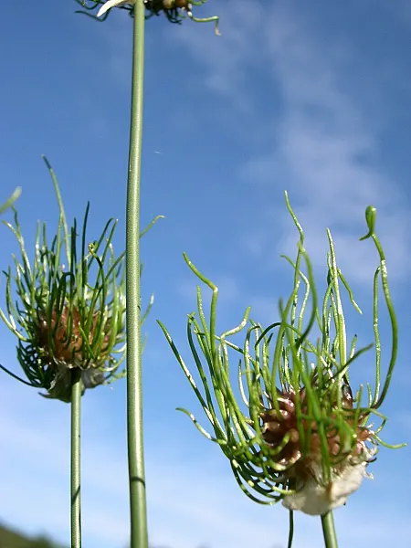 Wild Leek (Allium Tricoccum) — It grows 6 to 18 inches tall in shady areas with moist, rich soil