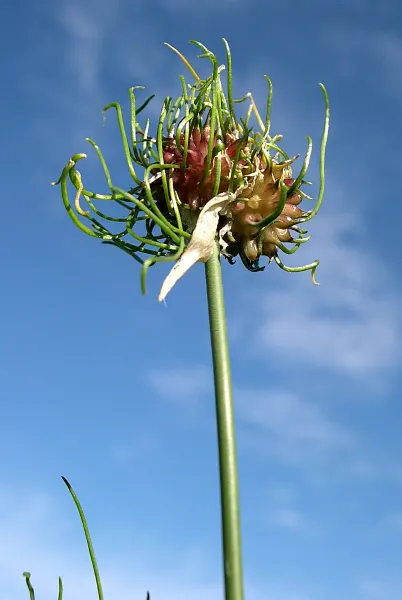 Wild Leek (Allium Tricoccum) — well-drained soil that mimics the humus-rich conditions of their natural habitats