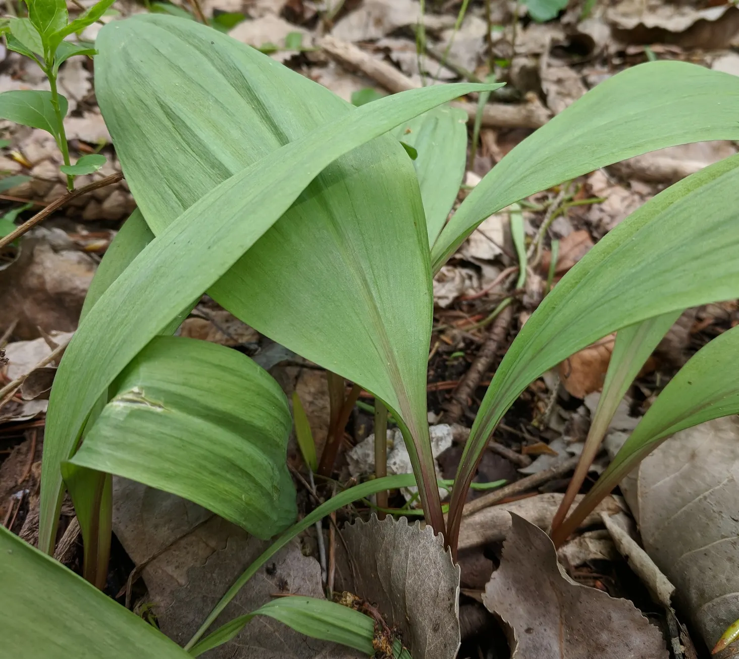 Wild Leek (Allium Tricoccum) — before the forest canopy fully forms; ramps should be harvested sustainably due to their slow growing cycle