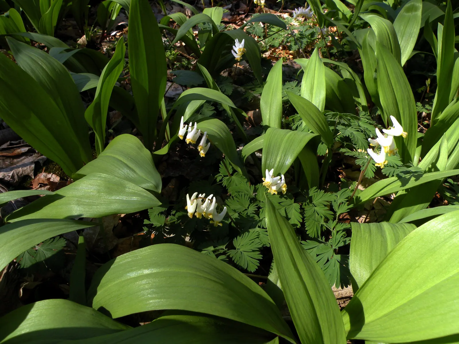 Wild Leek (Allium Tricoccum) — is a North American woodland perennial prized for its delicate early spring foliage and edible bulb; smooth green, image 41